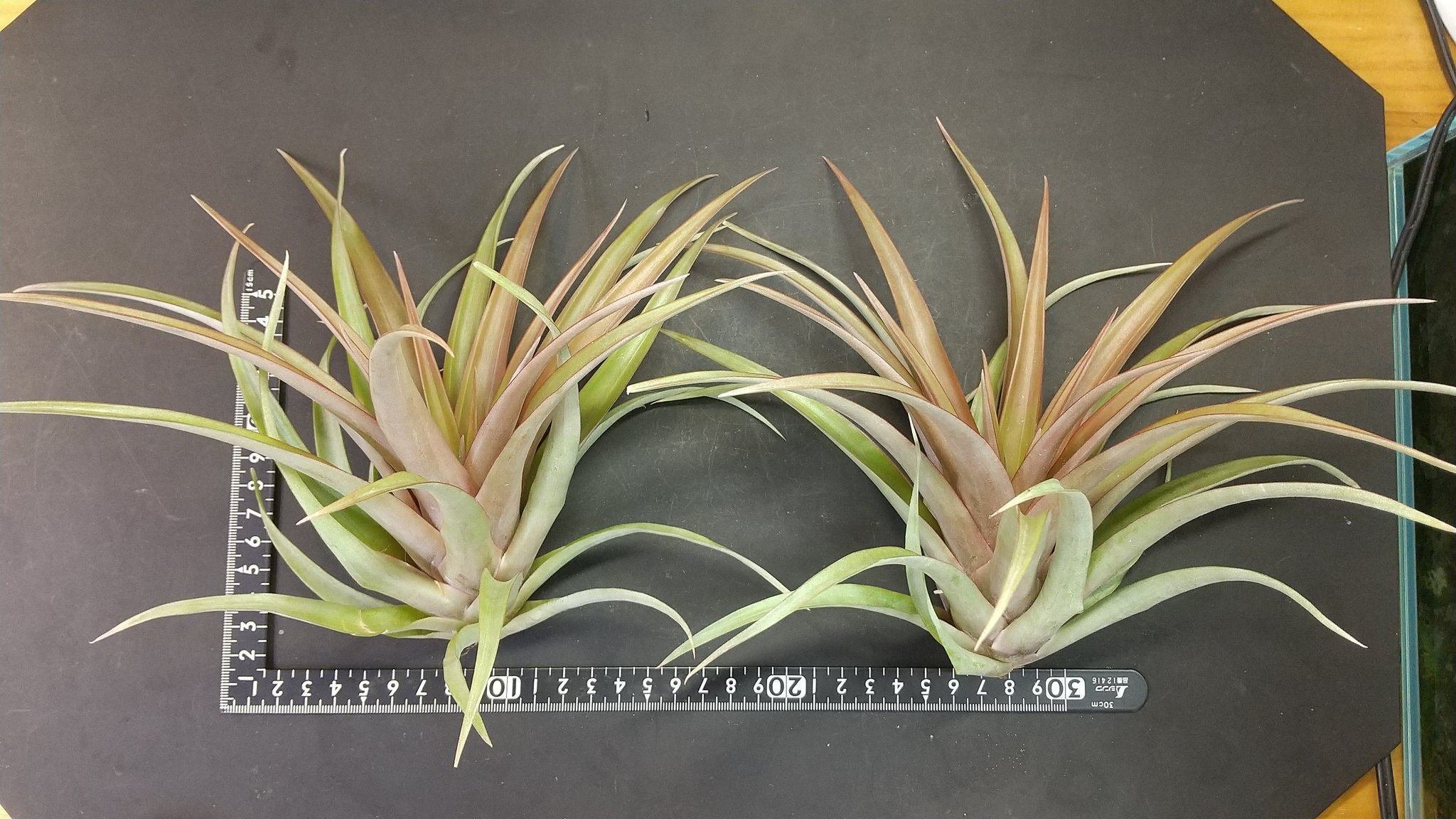 チランジア　ロゼイフローラ 送料無料】roseiflora (花芽付き)〔エアプランツ〕現品発送T2825