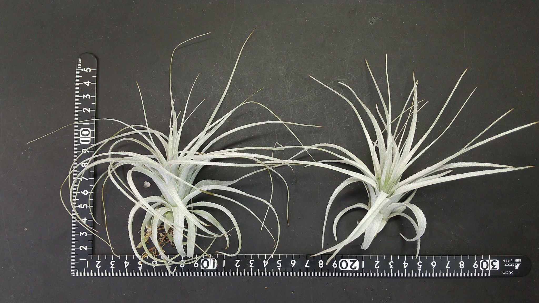 チランジア入荷リスト6/4｜NatureGarden🌿神田