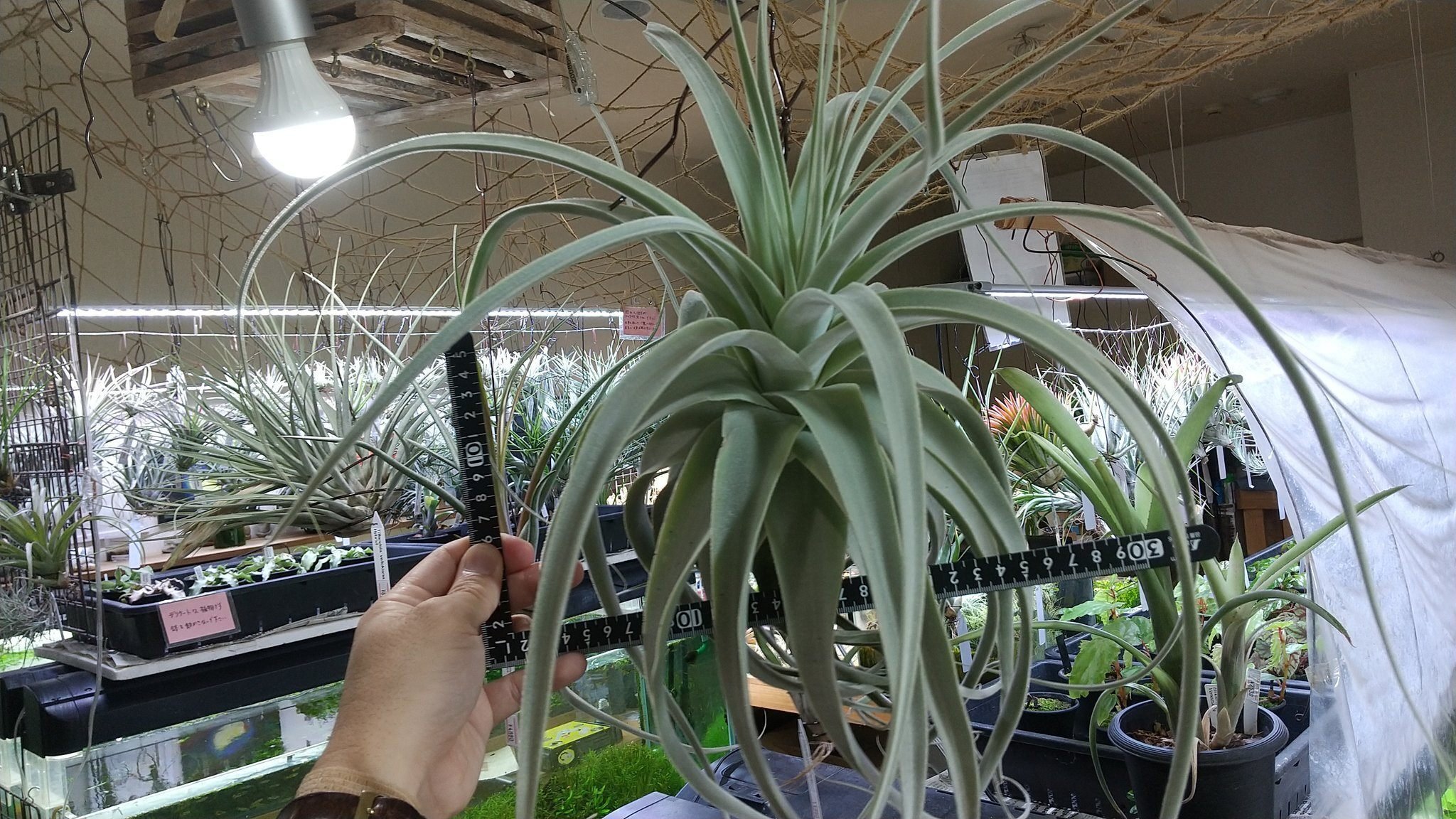 チランジア入荷リスト6/4｜NatureGarden🌿神田