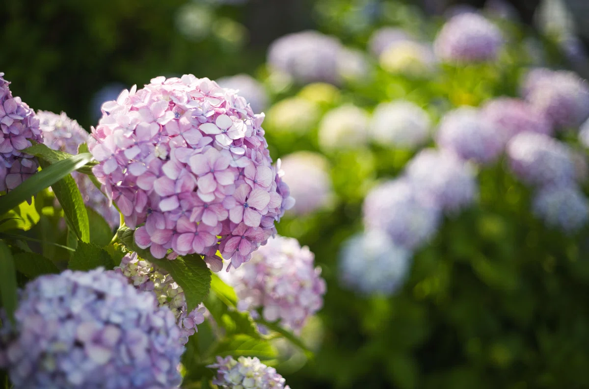 LEICA SUMMILUX 50mm (貴婦人) でF値別に紫陽花撮ってみたよ｜Yoshimin 