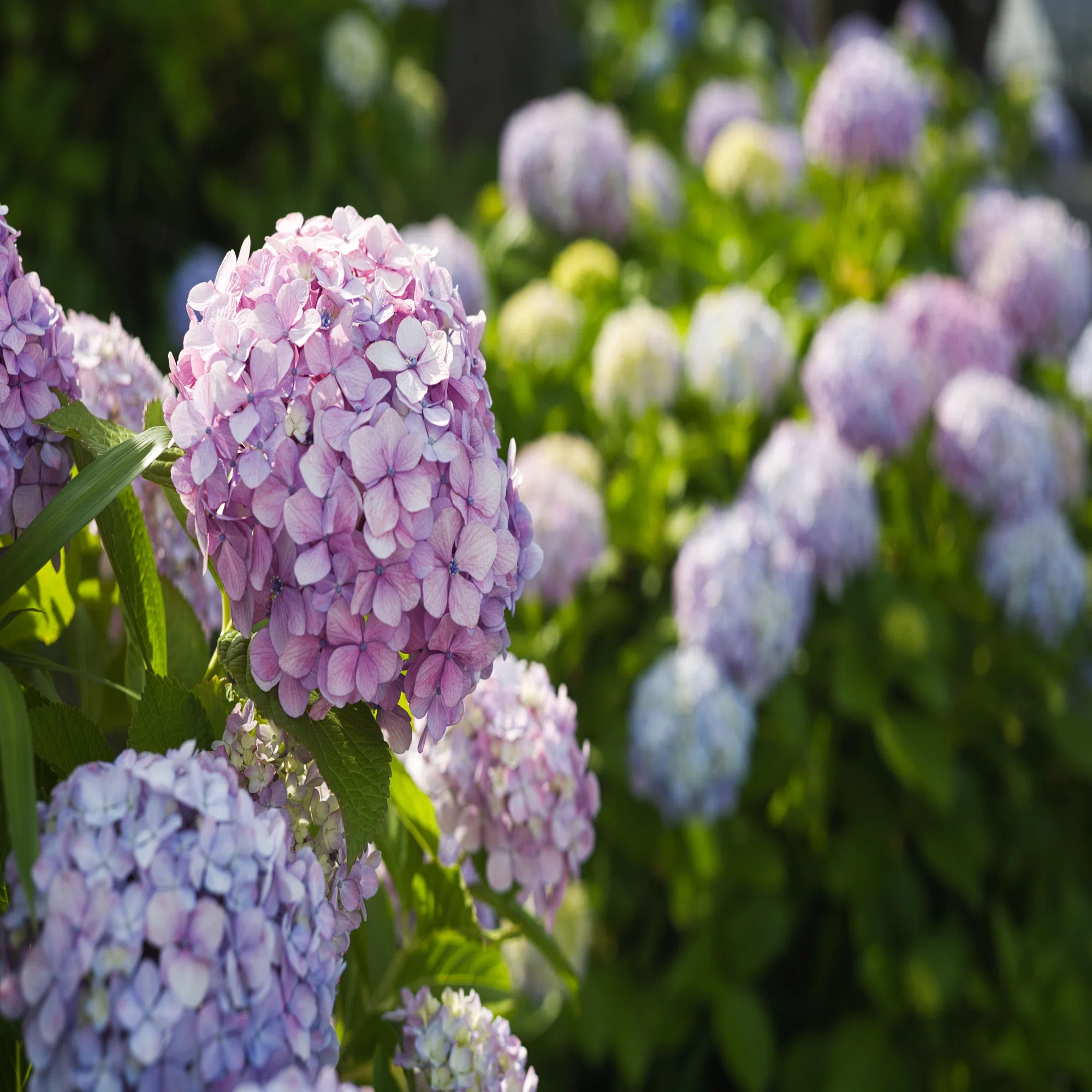 LEICA SUMMILUX 50mm (貴婦人) でF値別に紫陽花撮ってみたよ｜Yoshimin 