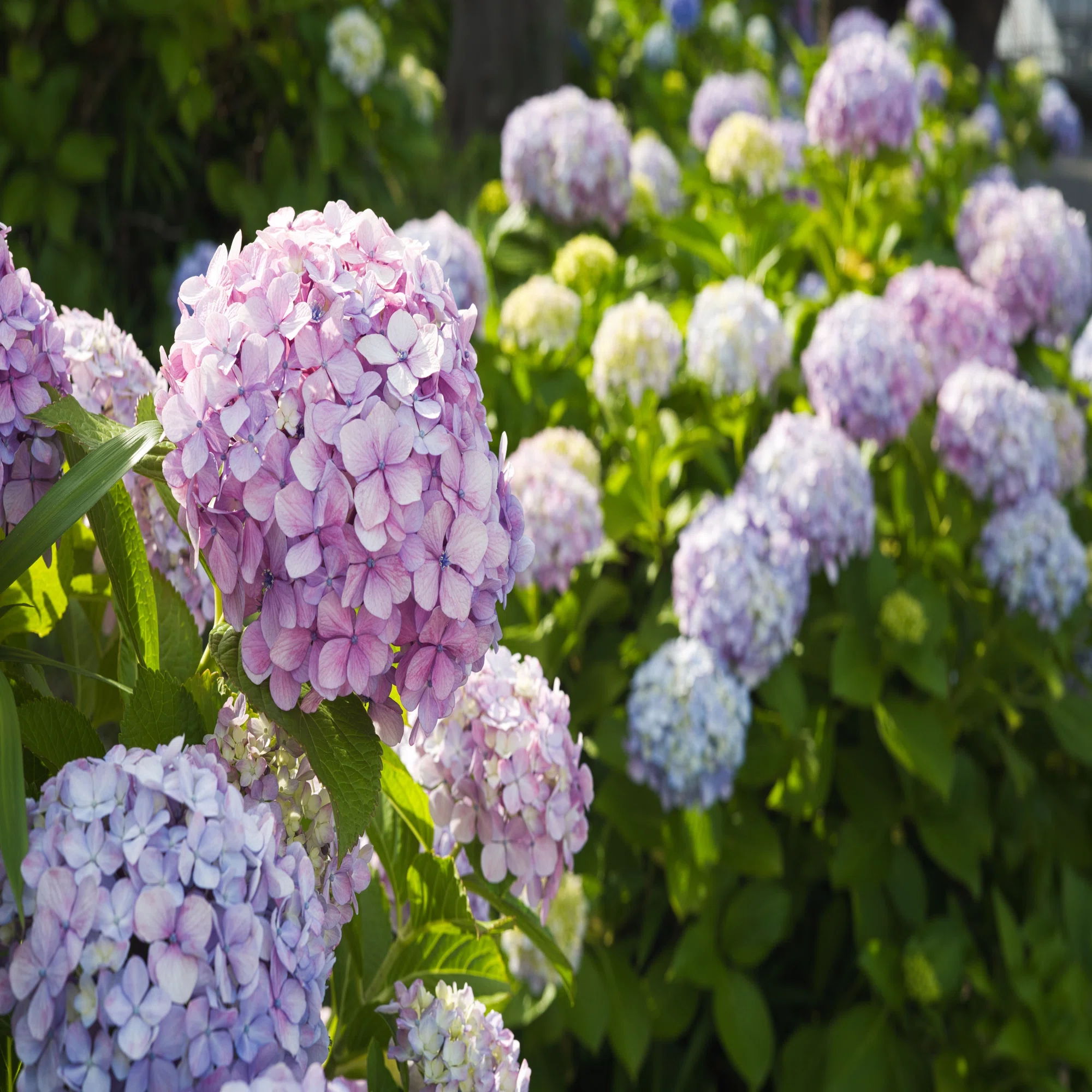 LEICA SUMMILUX 50mm (貴婦人) でF値別に紫陽花撮ってみたよ｜Yoshimin 