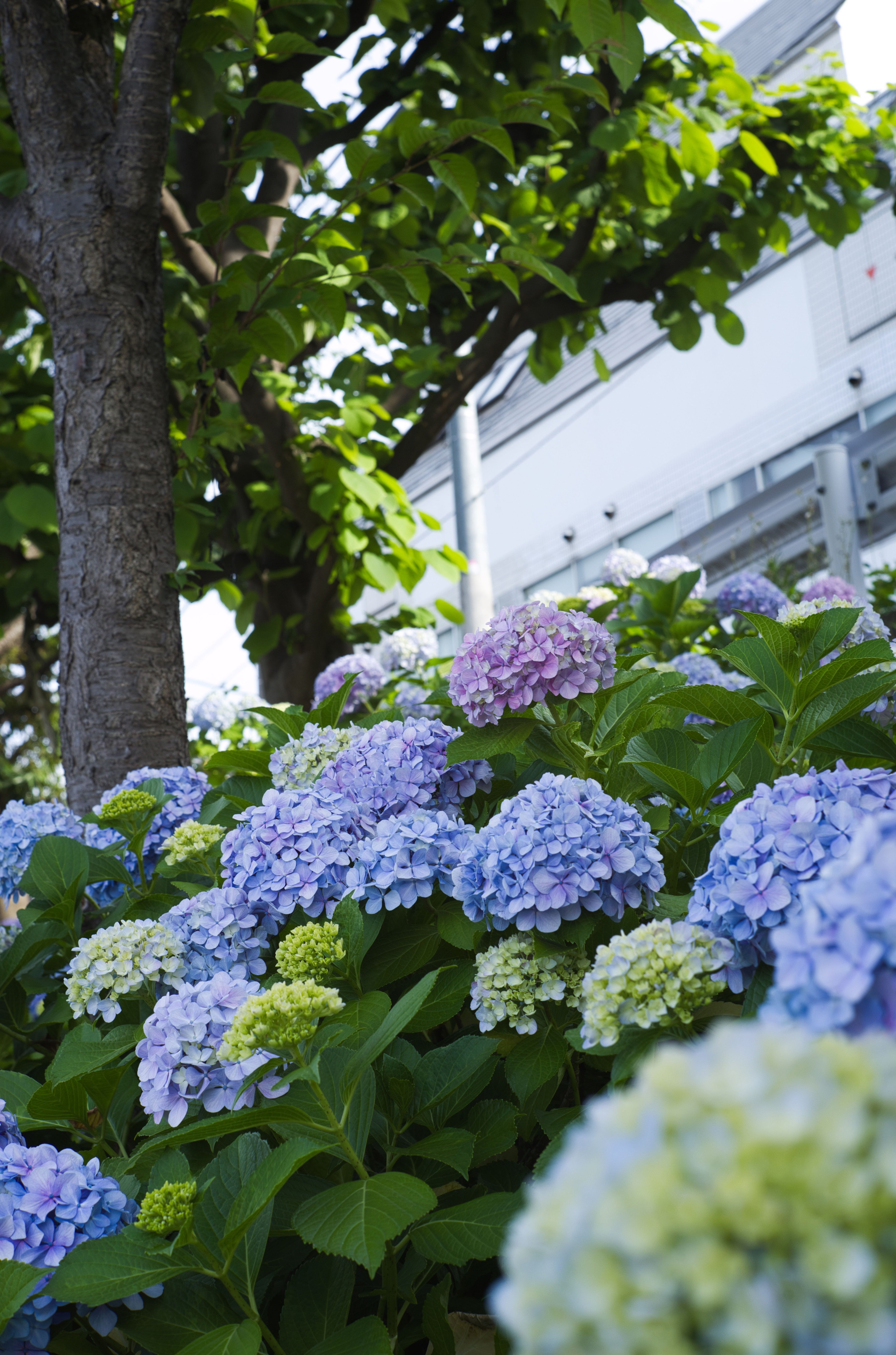 LEICA SUMMILUX 50mm (貴婦人) でF値別に紫陽花撮ってみたよ