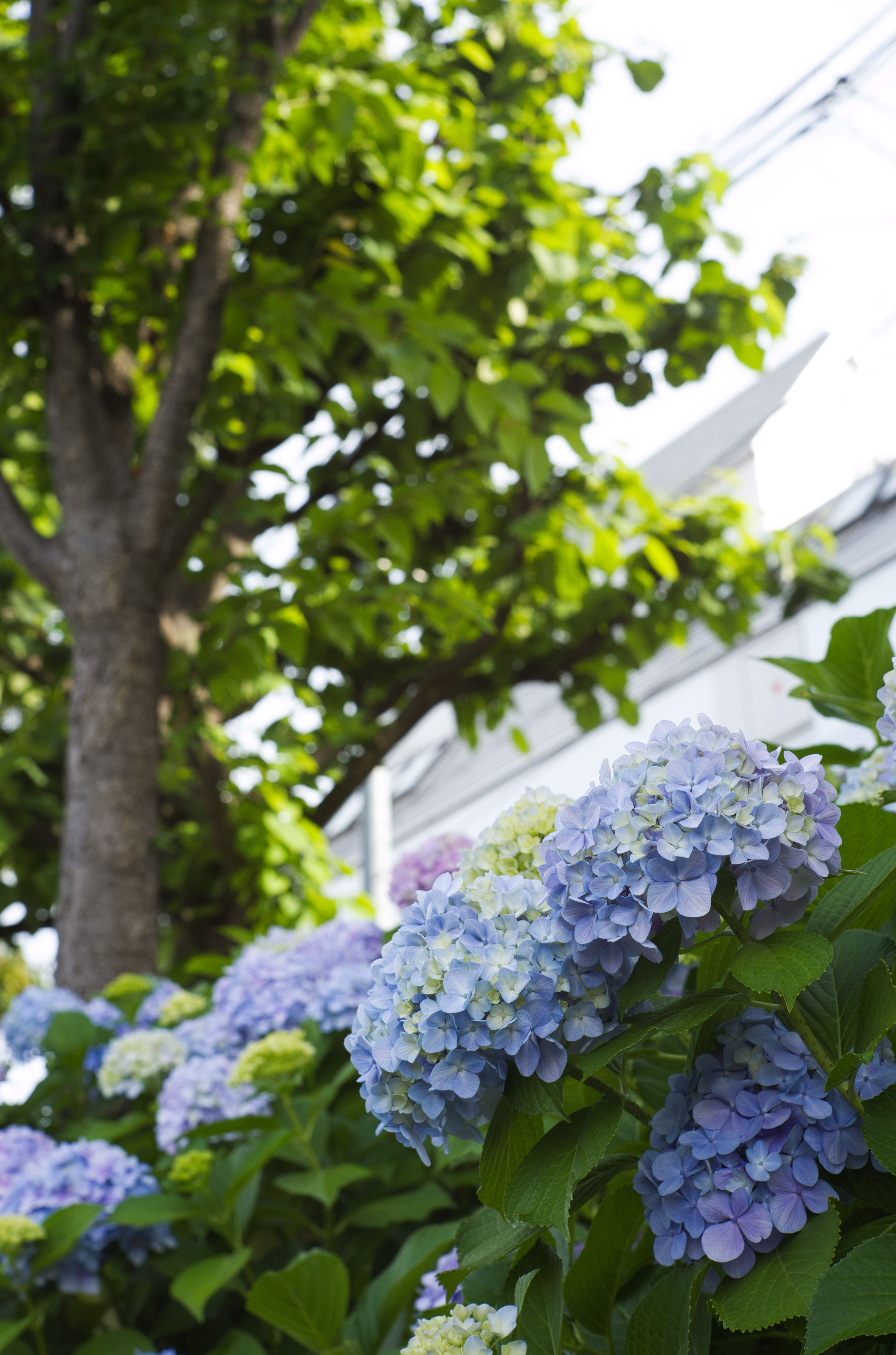 LEICA SUMMILUX 50mm (貴婦人) でF値別に紫陽花撮ってみたよ LEICA SUMMILUX 50mm (貴婦人) でF値別に紫陽花撮ってみたよ
