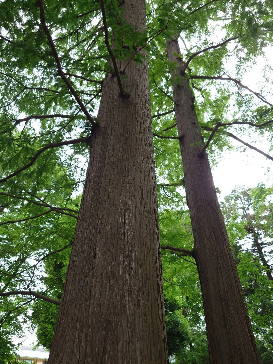 神代植物公園に、針葉樹を見にいきました。｜エルビーシステム