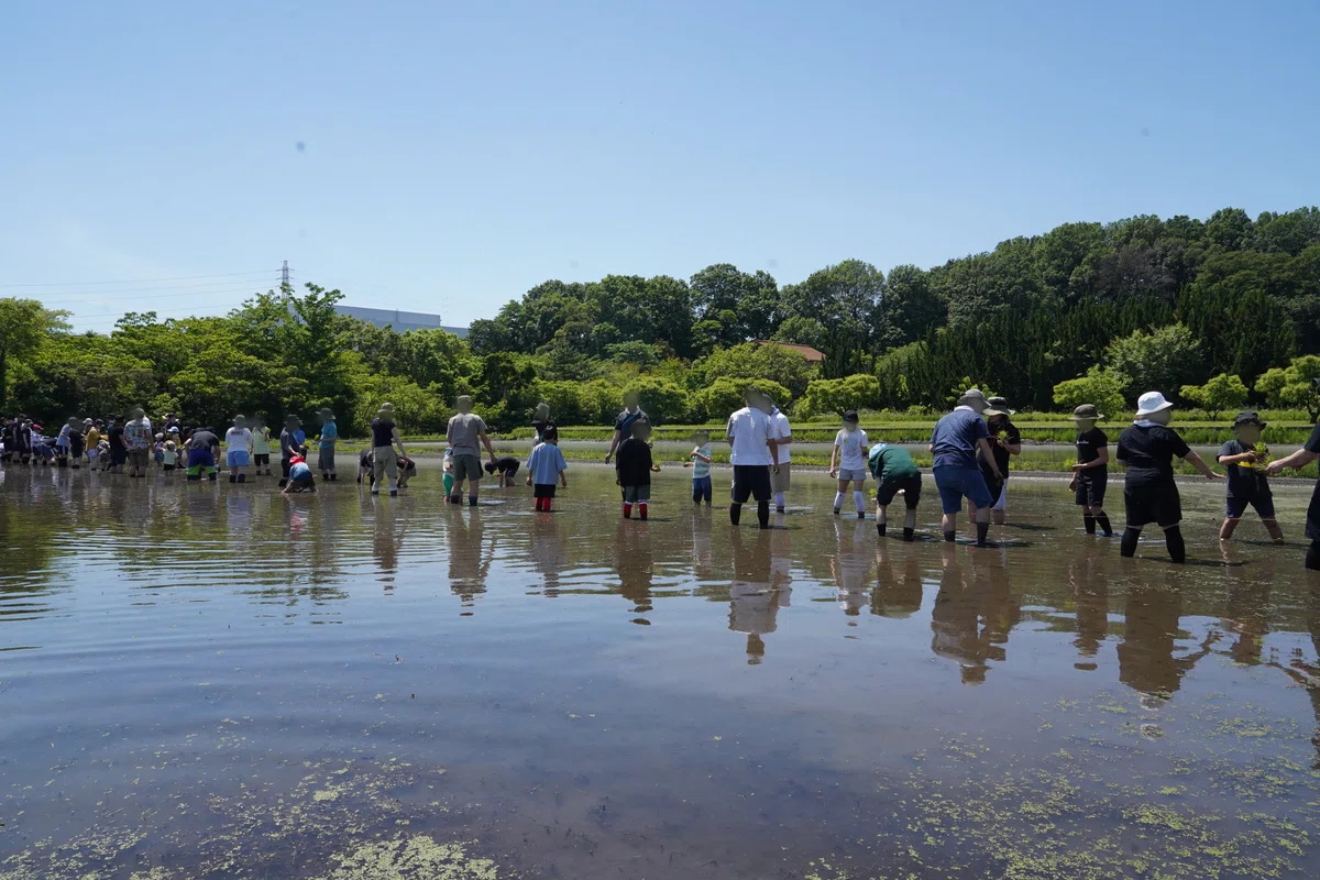 IT Company x Rice Planting Experience Event | Employees Get a 'Real ...