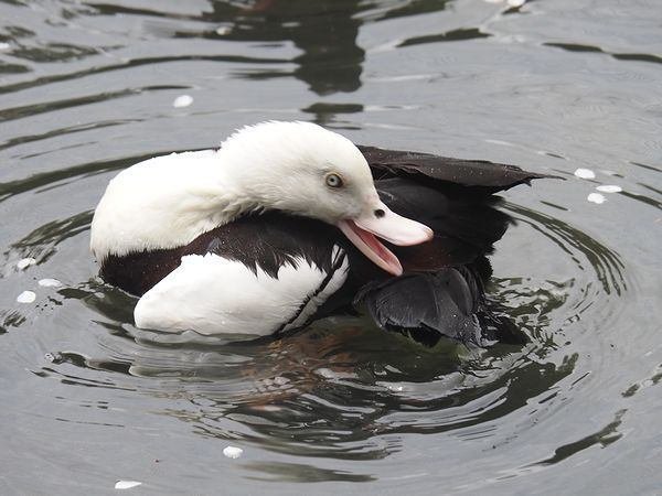目に黄色いアイリング｜シロガシラツクシガモ Radjah shelduck