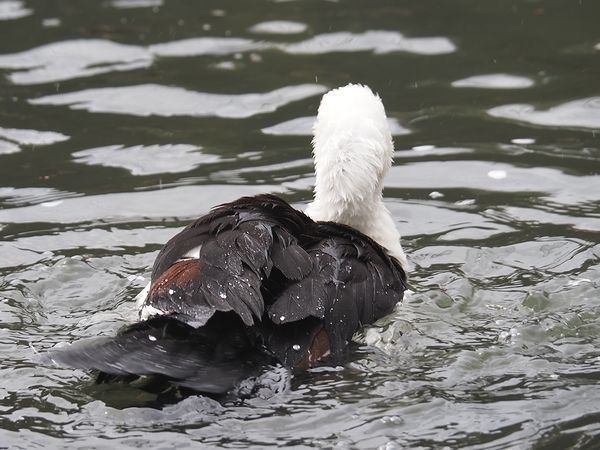 目に黄色いアイリング｜シロガシラツクシガモ Radjah shelduck