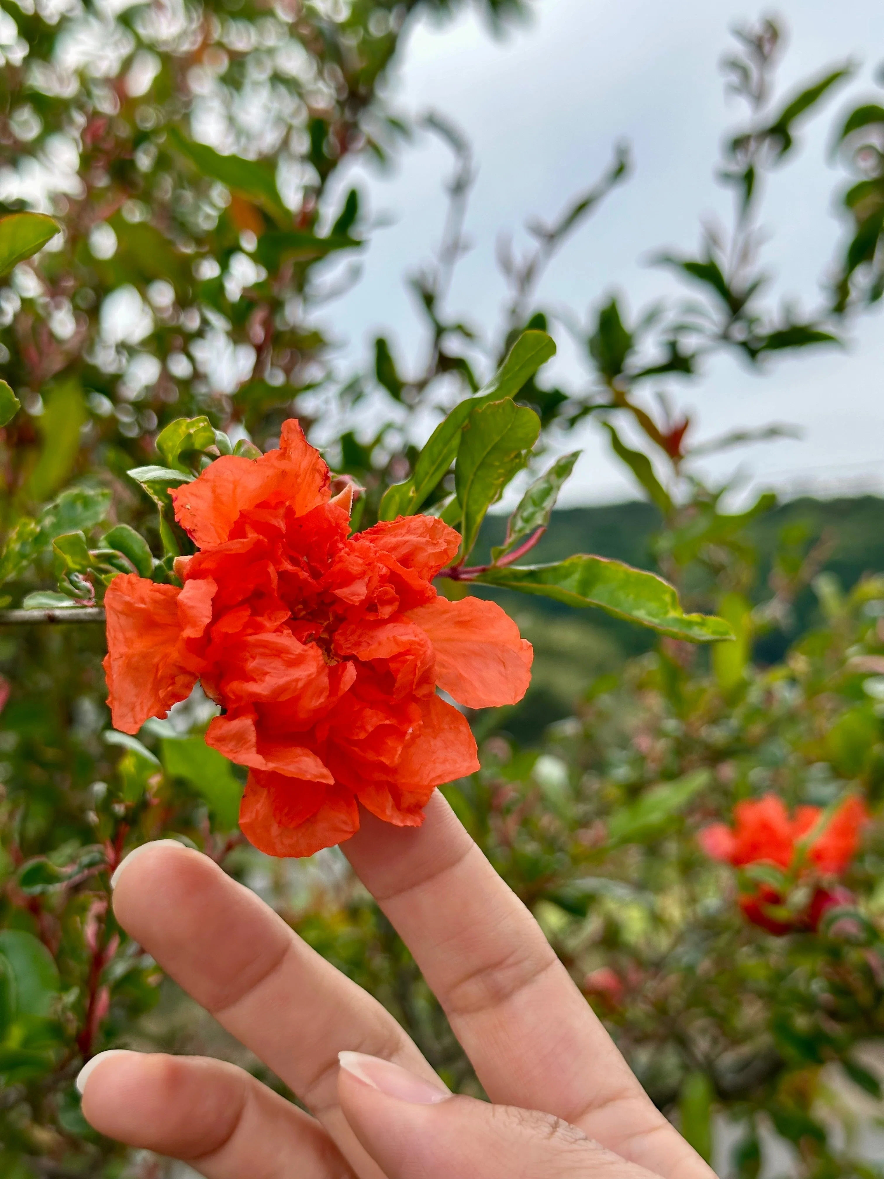 樹になる気になる実のなる樹ー吉祥果（きちじょうか）ザクロの花が咲い
