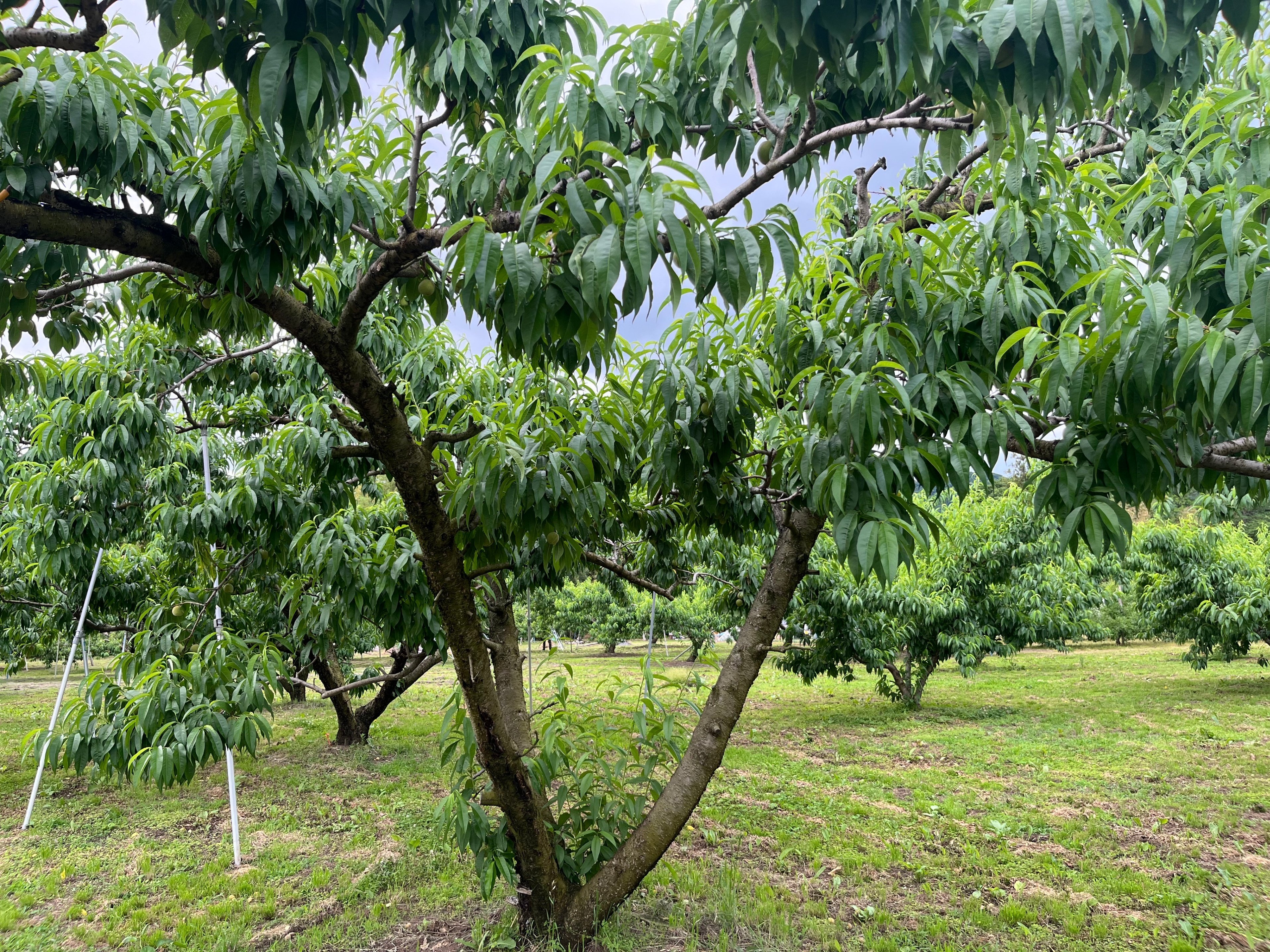桃の生育レポート＃2024年6月｜クニミノマド オーナー制度
