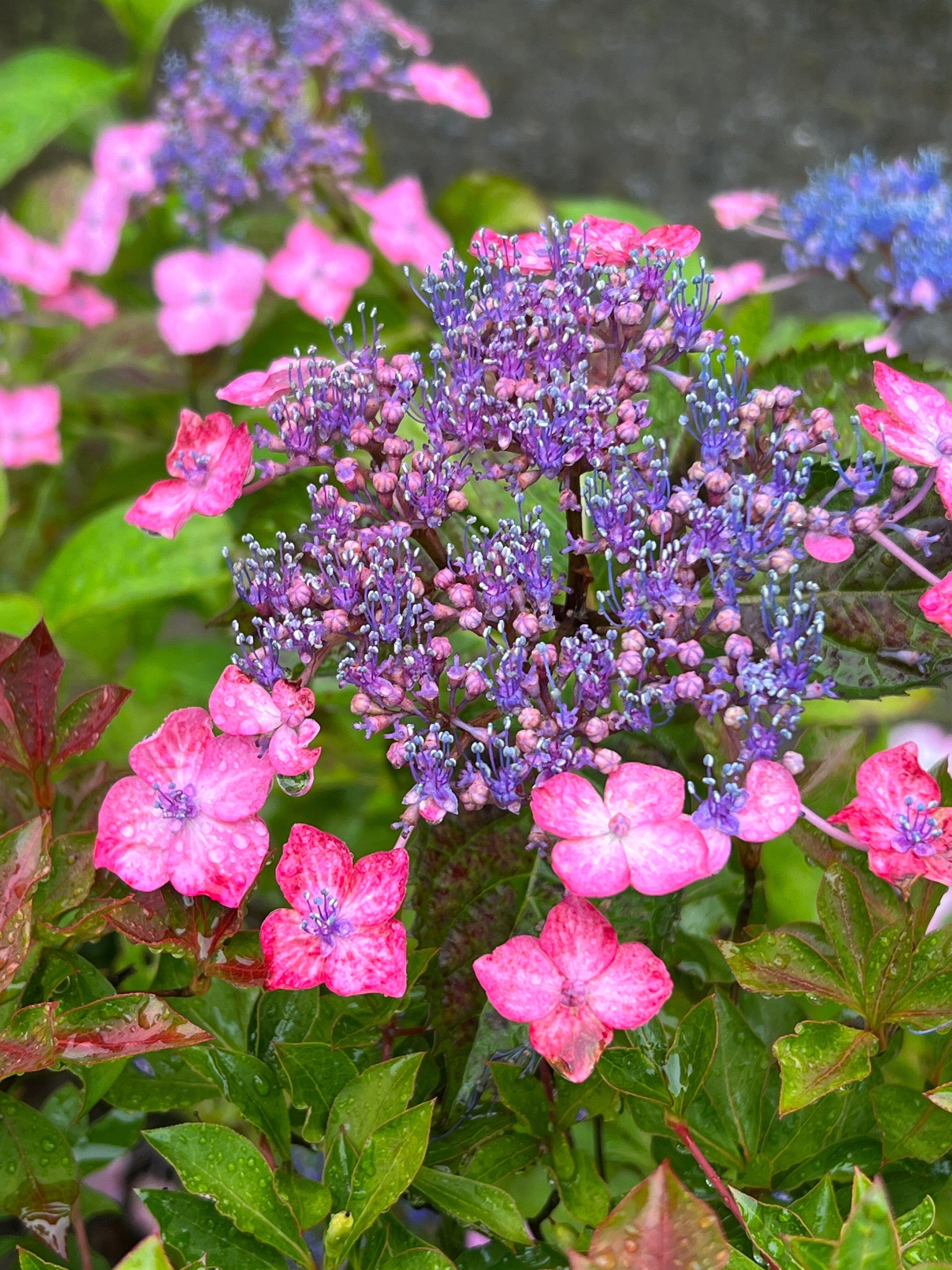 6月の風物詩：紫陽花の魅力を堪能しよう！｜Shazzan