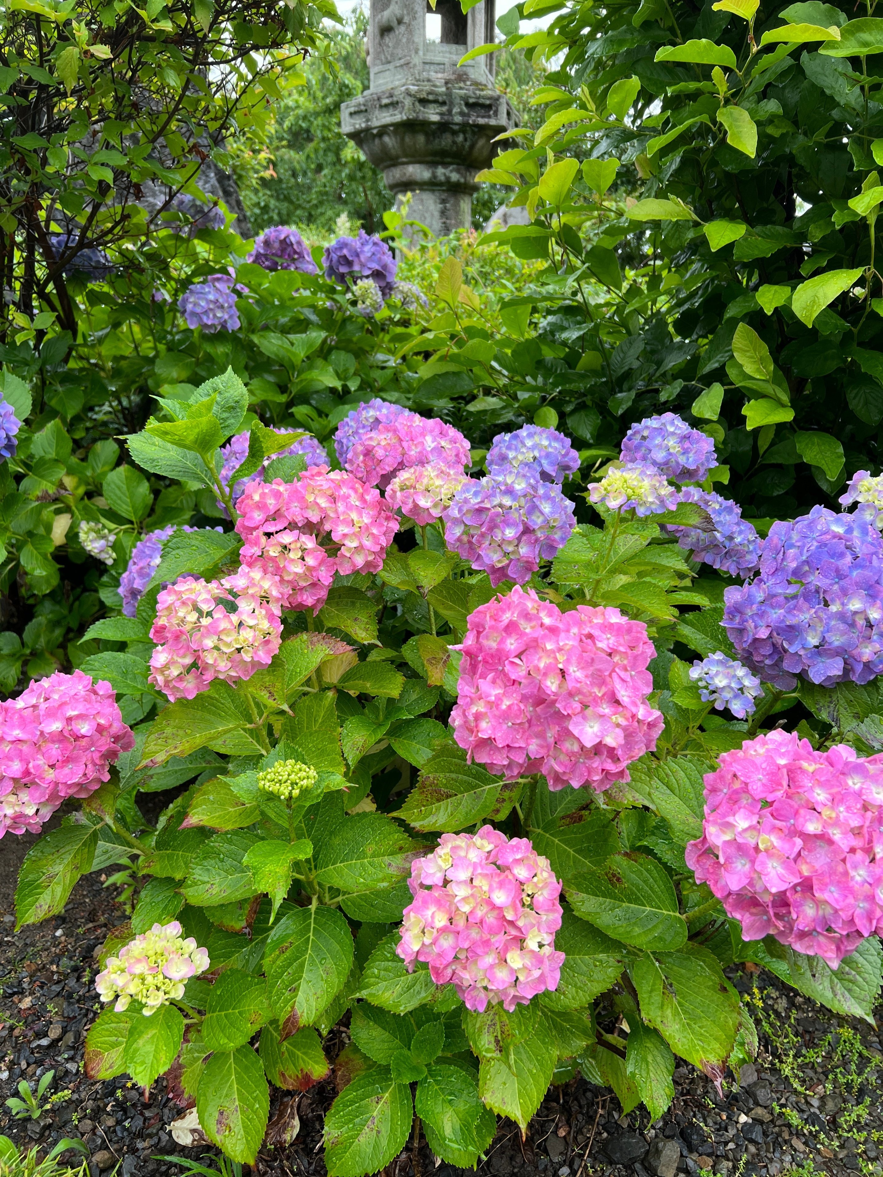 6月の風物詩：紫陽花の魅力を堪能しよう！｜Shazzan