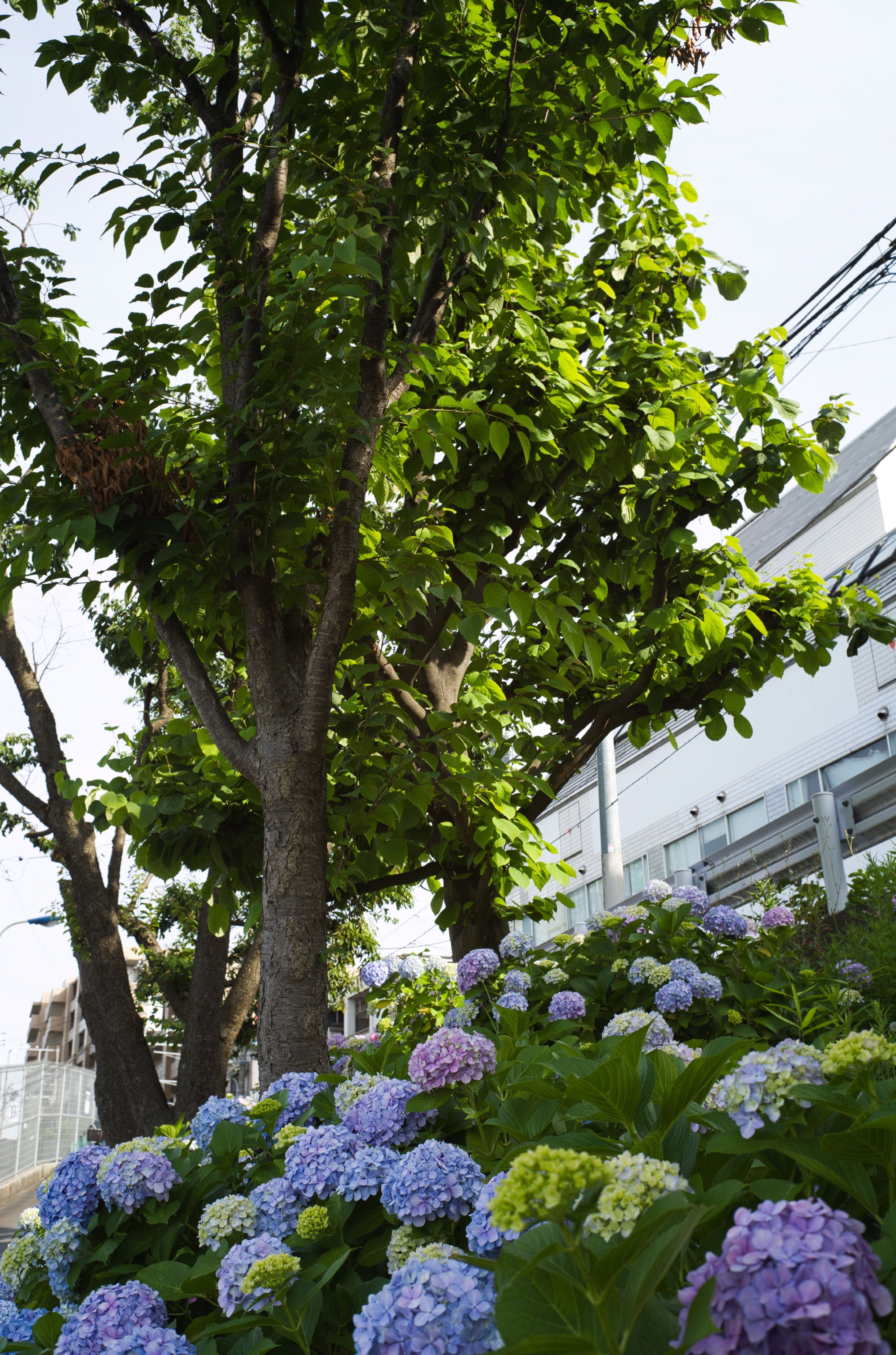 ライカレンズ】Summicron 35mm F2 3rd (六枚玉)でF値別に紫陽花 ライカレンズ】Summicron 35mm F2 3rd (六枚玉)でF値別に紫陽花
