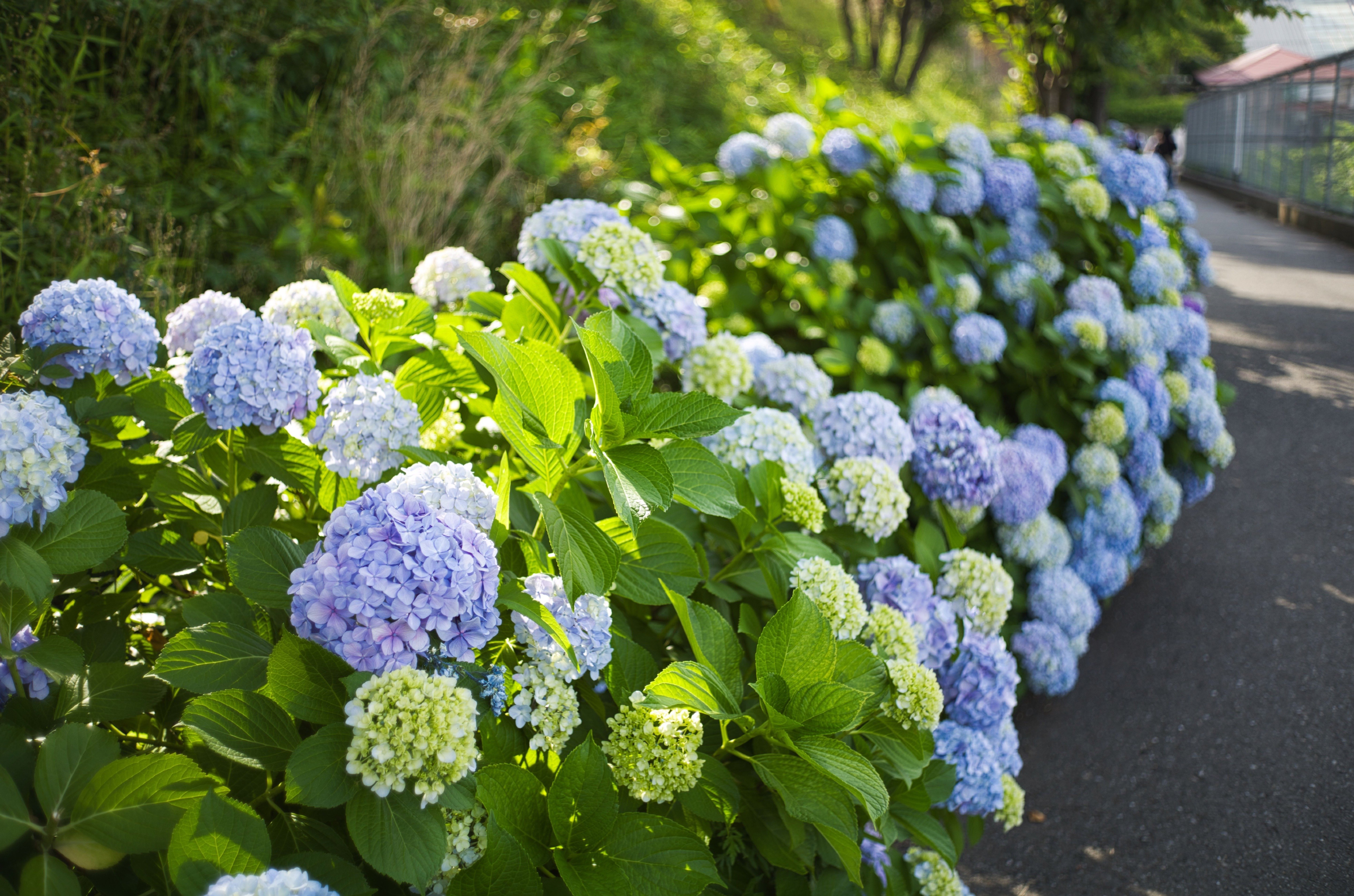 ライカレンズ】Summicron 35mm F2 3rd (六枚玉)でF値別に紫陽花 ライカレンズ】Summicron 35mm F2 3rd (六枚玉)でF値別に紫陽花