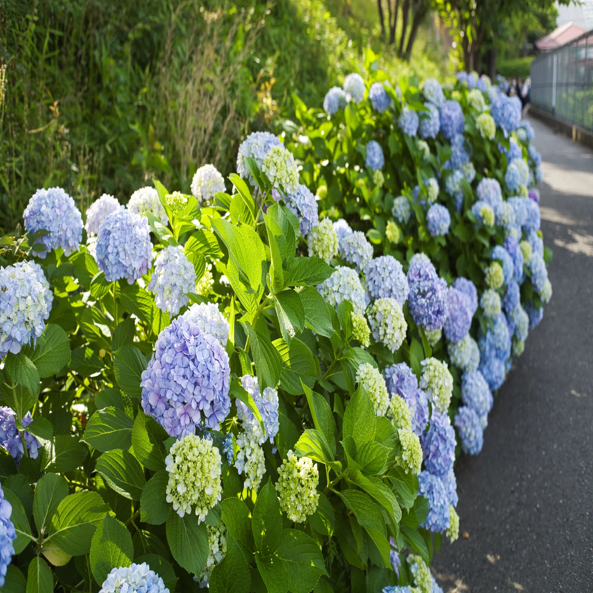 ライカレンズ】Summicron 35mm F2 3rd (六枚玉)でF値別に紫陽花撮って 