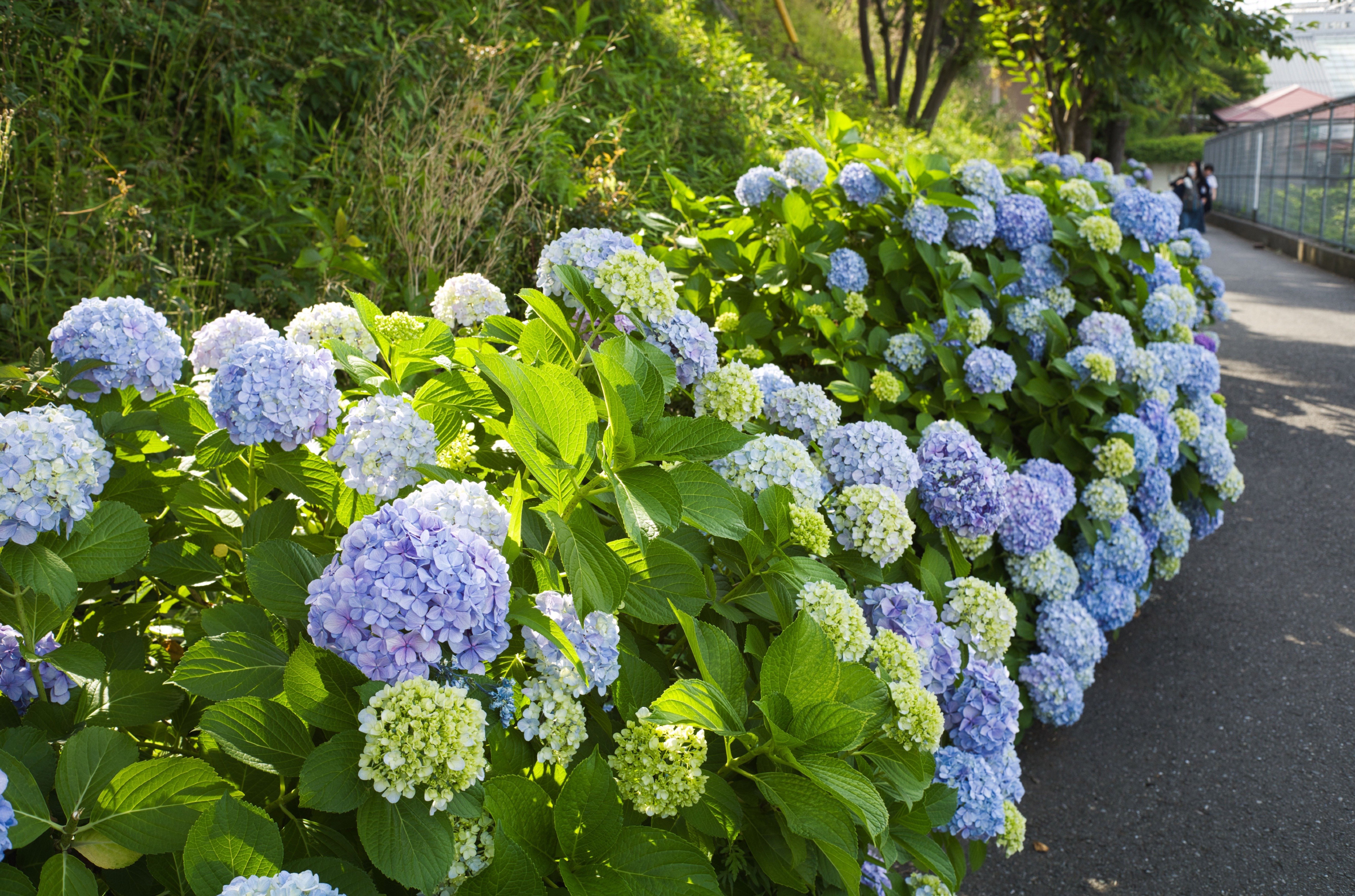 ライカレンズ】Summicron 35mm F2 3rd (六枚玉)でF値別に紫陽花