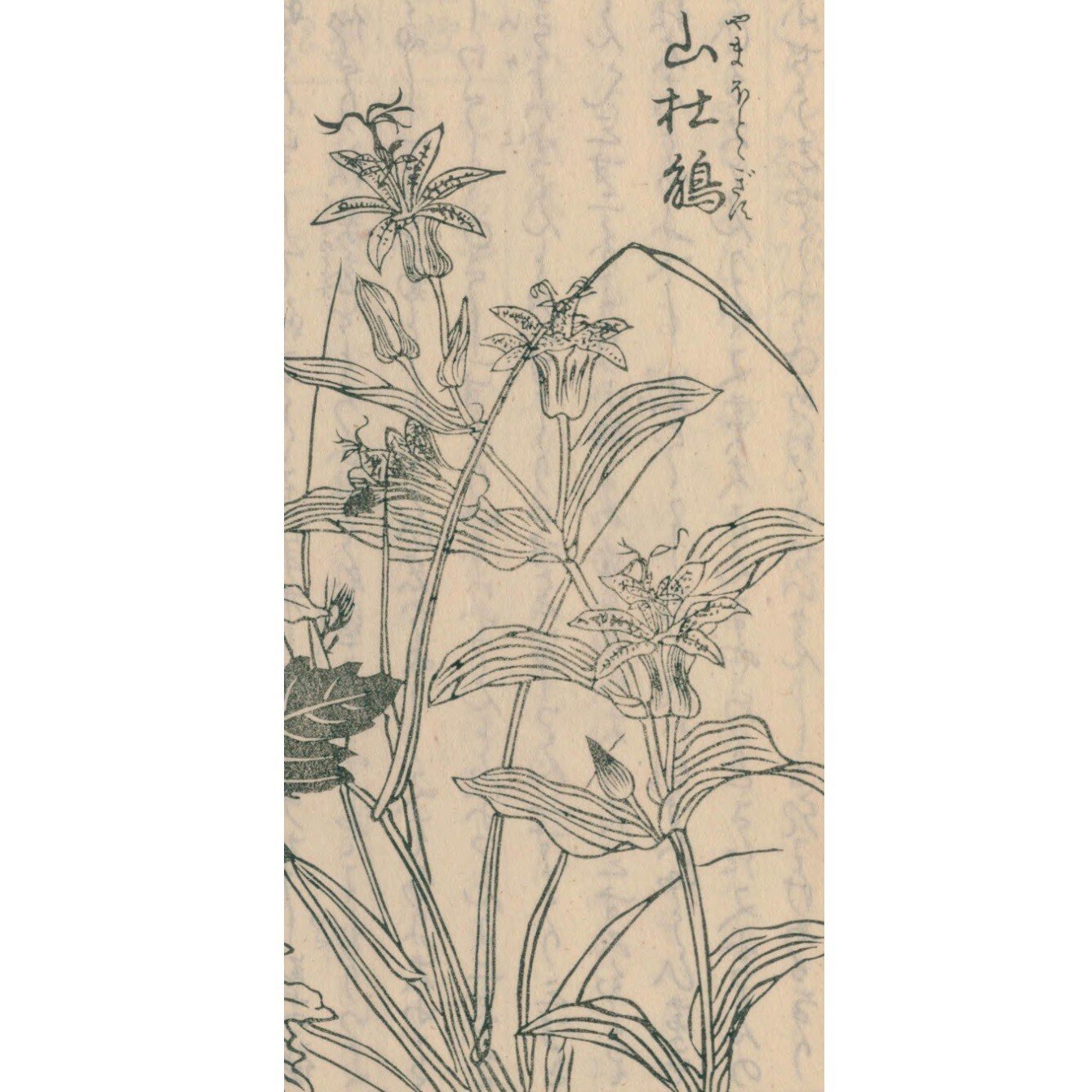 絵本野山草】(7) 山郭公/かるかや/平江帯/うこん草/葵/蜀葵 絵本野山草】(7) 山郭公/かるかや/平江帯/うこん草/葵/蜀葵