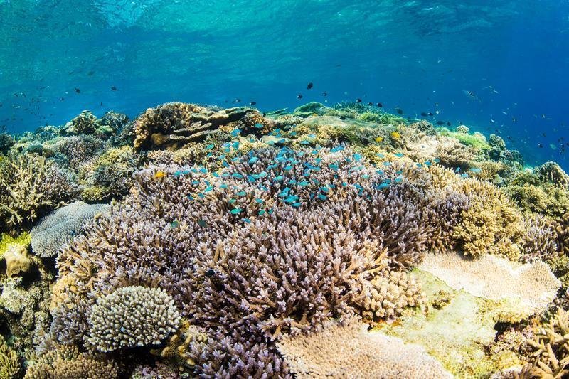 海外ブランド  サンゴにも肌にもやさしい日焼け対策とは？【日焼け止めと環境 その他