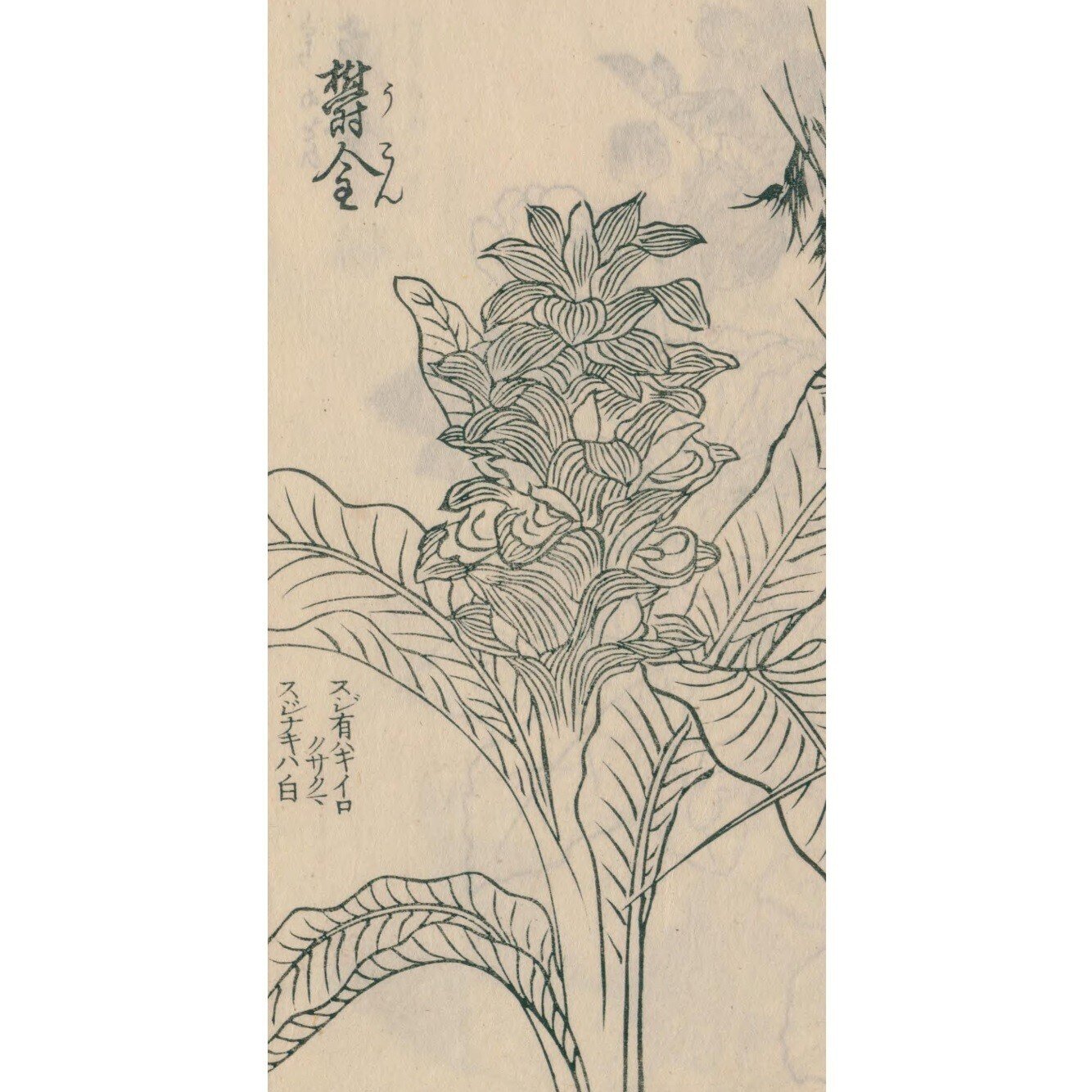 絵本野山草】(7) 山郭公／かるかや／平江帯／うこん草／葵／蜀葵