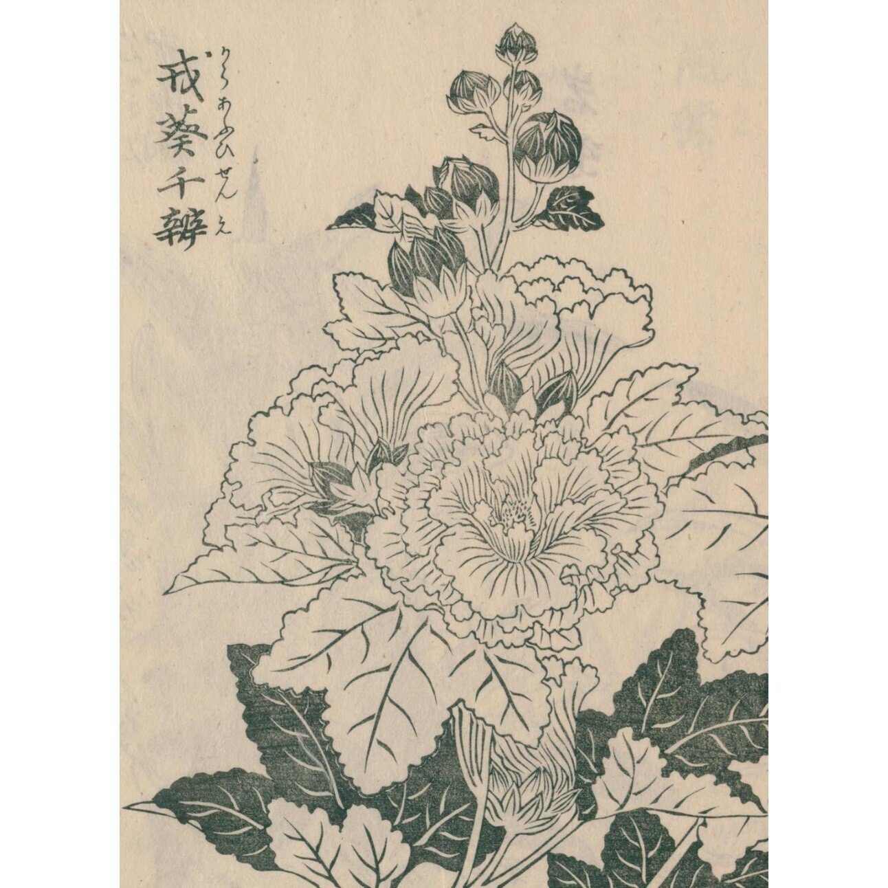絵本野山草】(7) 山郭公/かるかや/平江帯/うこん草/葵/蜀葵 絵本野山草】(7) 山郭公/かるかや/平江帯/うこん草/葵/蜀葵