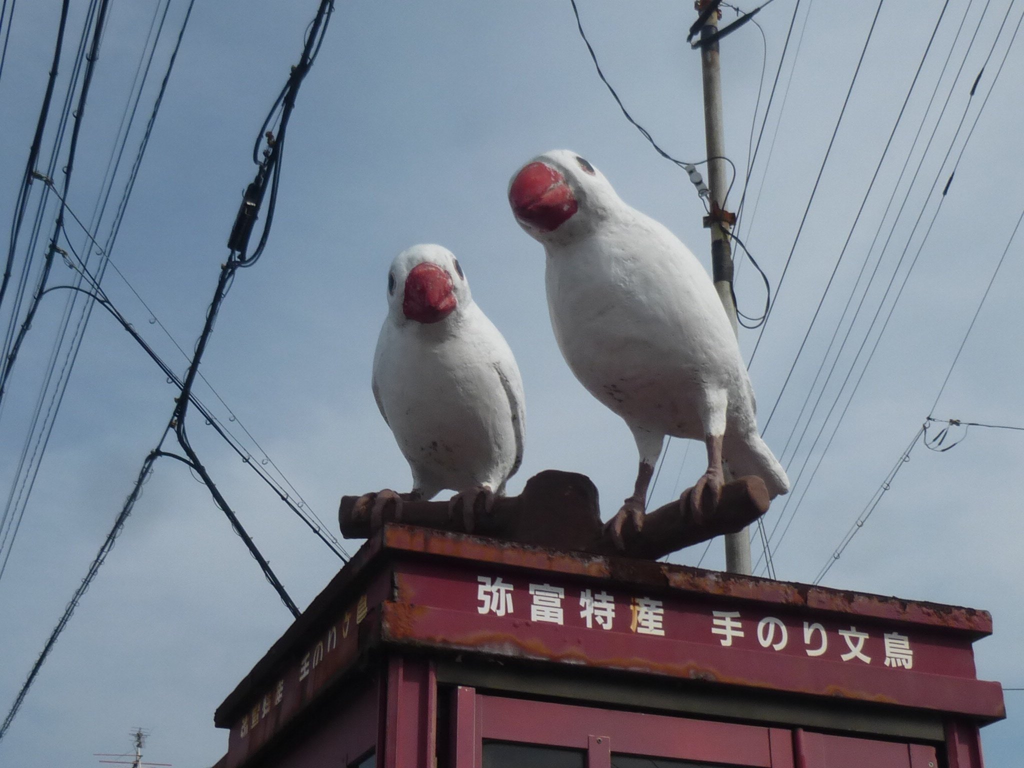リニューアル後の白文鳥電話ボックス、もう訪れましたか？｜文鳥大学
