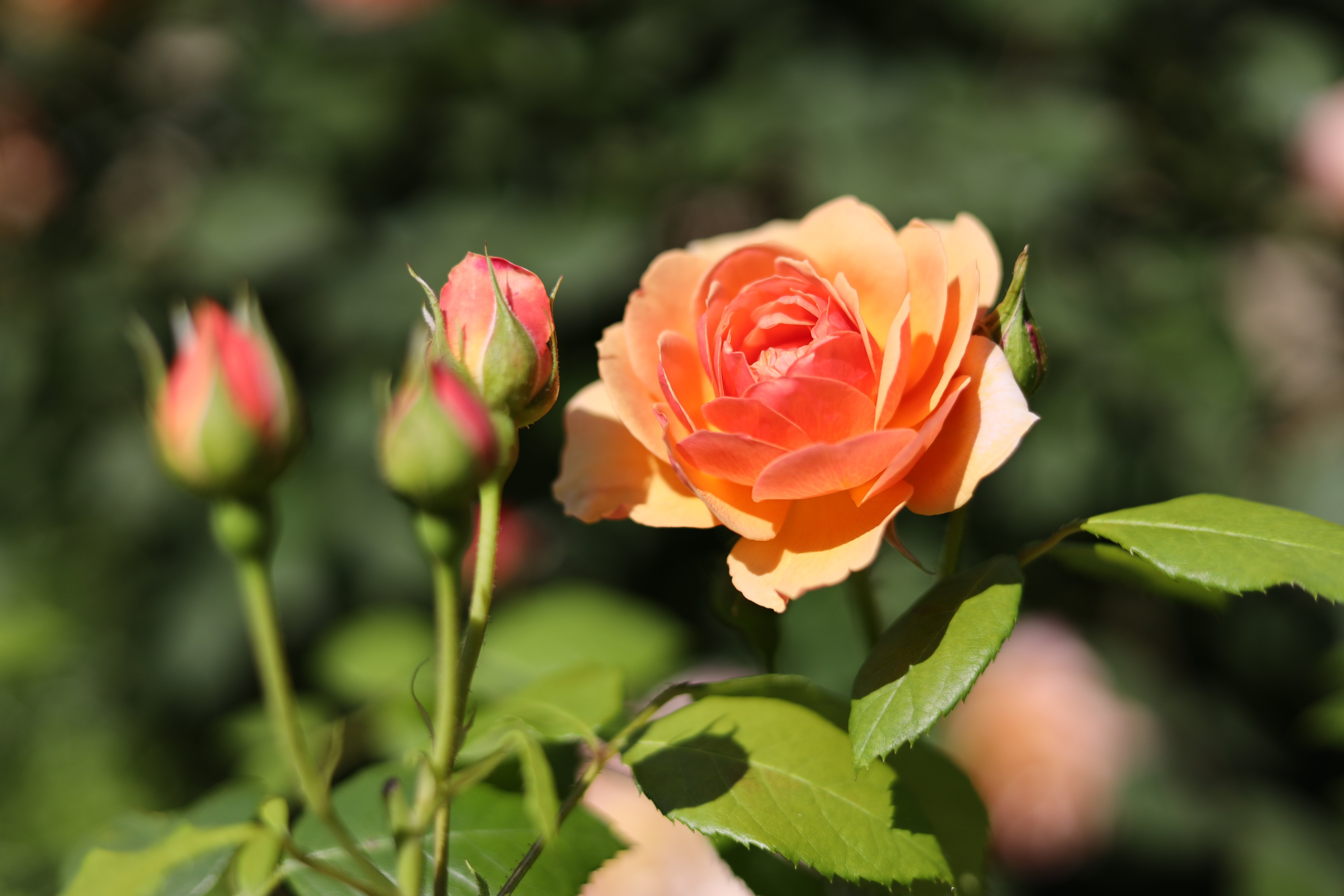 Stroll & Snaps, Vol. 97: 界隈の彩｜Strolling Ricky