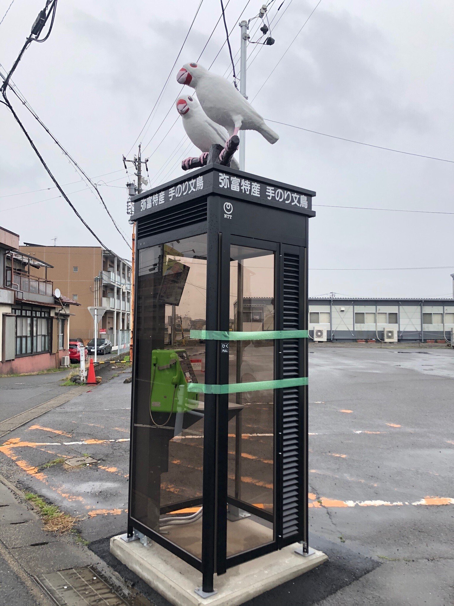 リニューアル後の白文鳥電話ボックス、もう訪れましたか？｜文鳥大学