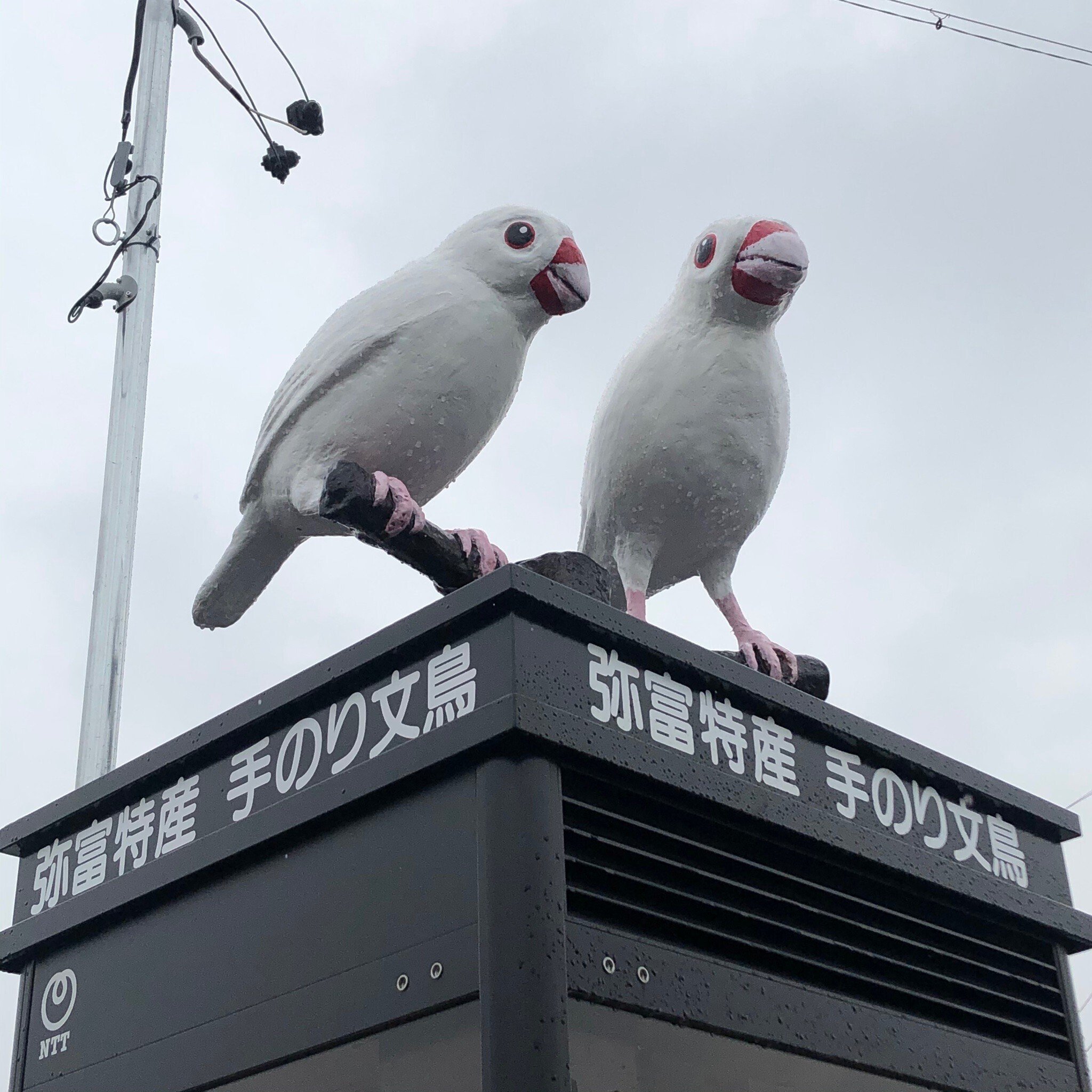 リニューアル後の白文鳥電話ボックス、もう訪れましたか？｜文鳥大学