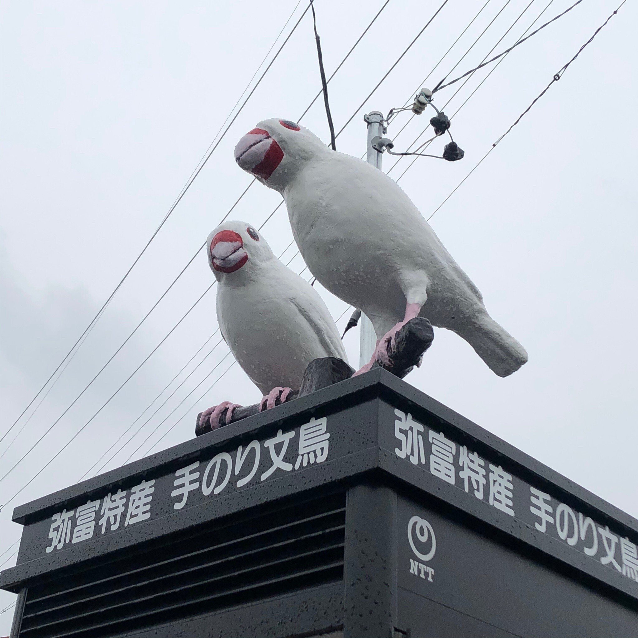 リニューアル後の白文鳥電話ボックス、もう訪れましたか？｜文鳥大学