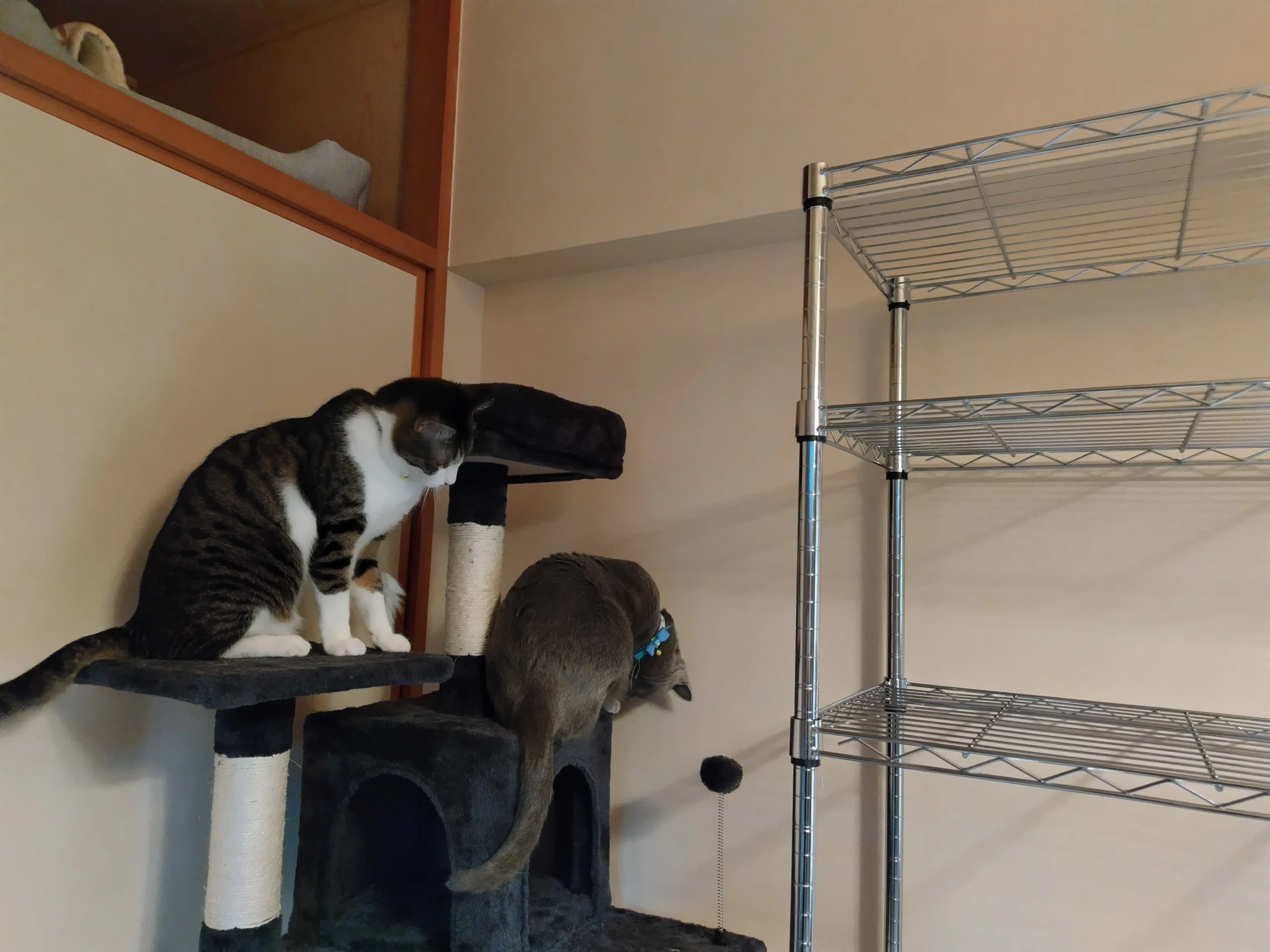 タダノ猫様専用 二脚セット 【公式通販】 タダノ猫様専用 二脚セット 【公式通販】