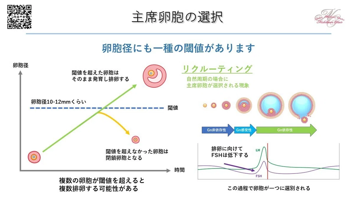 タイミング法のススメ ~卵胞計測、排卵誘発の実践~ ⑥排卵誘発のイメージ|たなかゆうすけの 生殖よもやま話