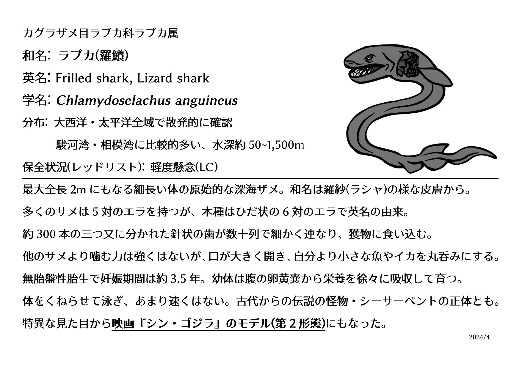 ラブカ（Chlamydoselachus anguineus）の顎骨標本