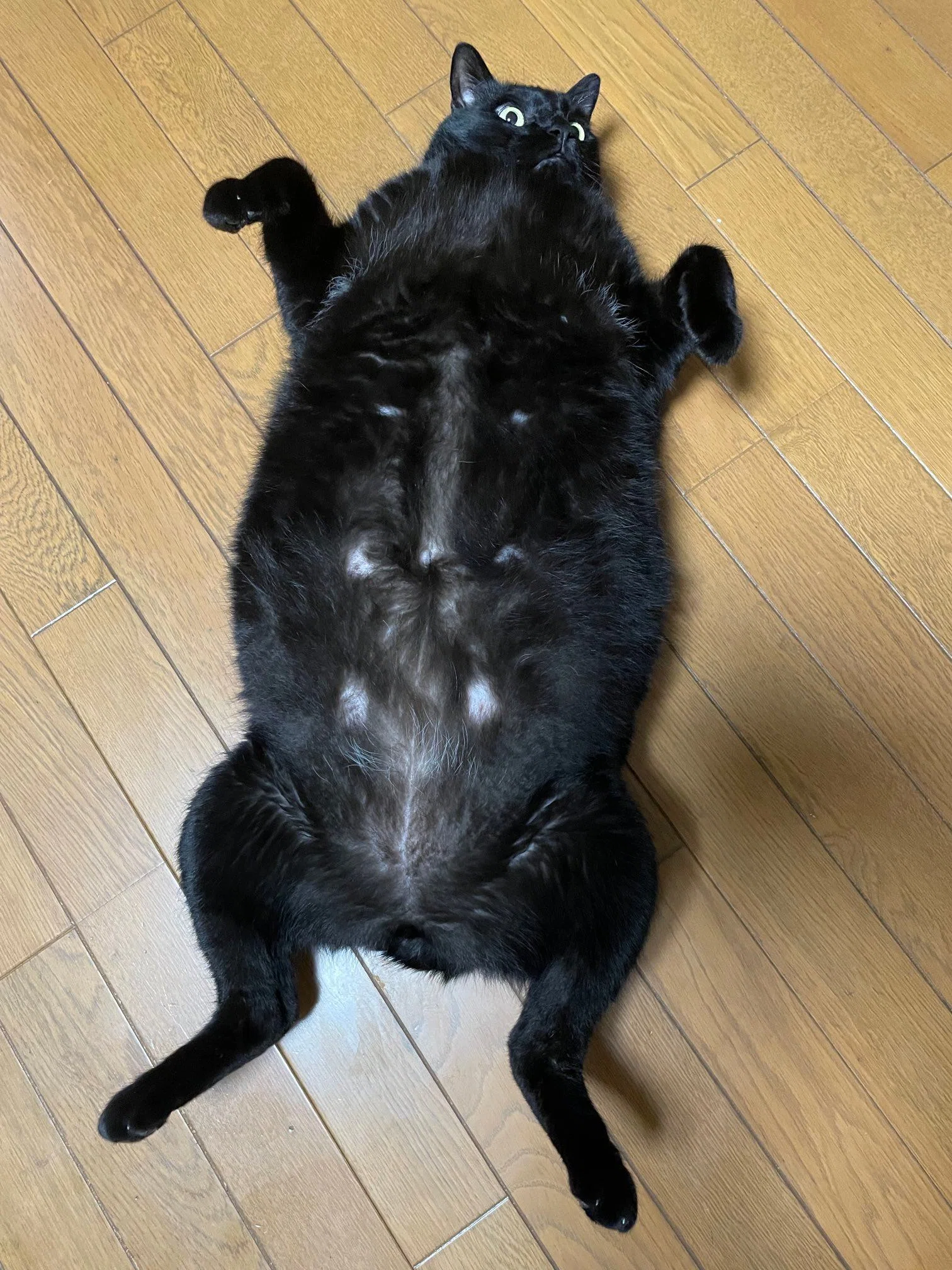 黒猫カエル〔7月2日までお取り置きOK〕 もう猫じゃない気がしてきた…」カエル？カメ？別の生き物に進化し始め