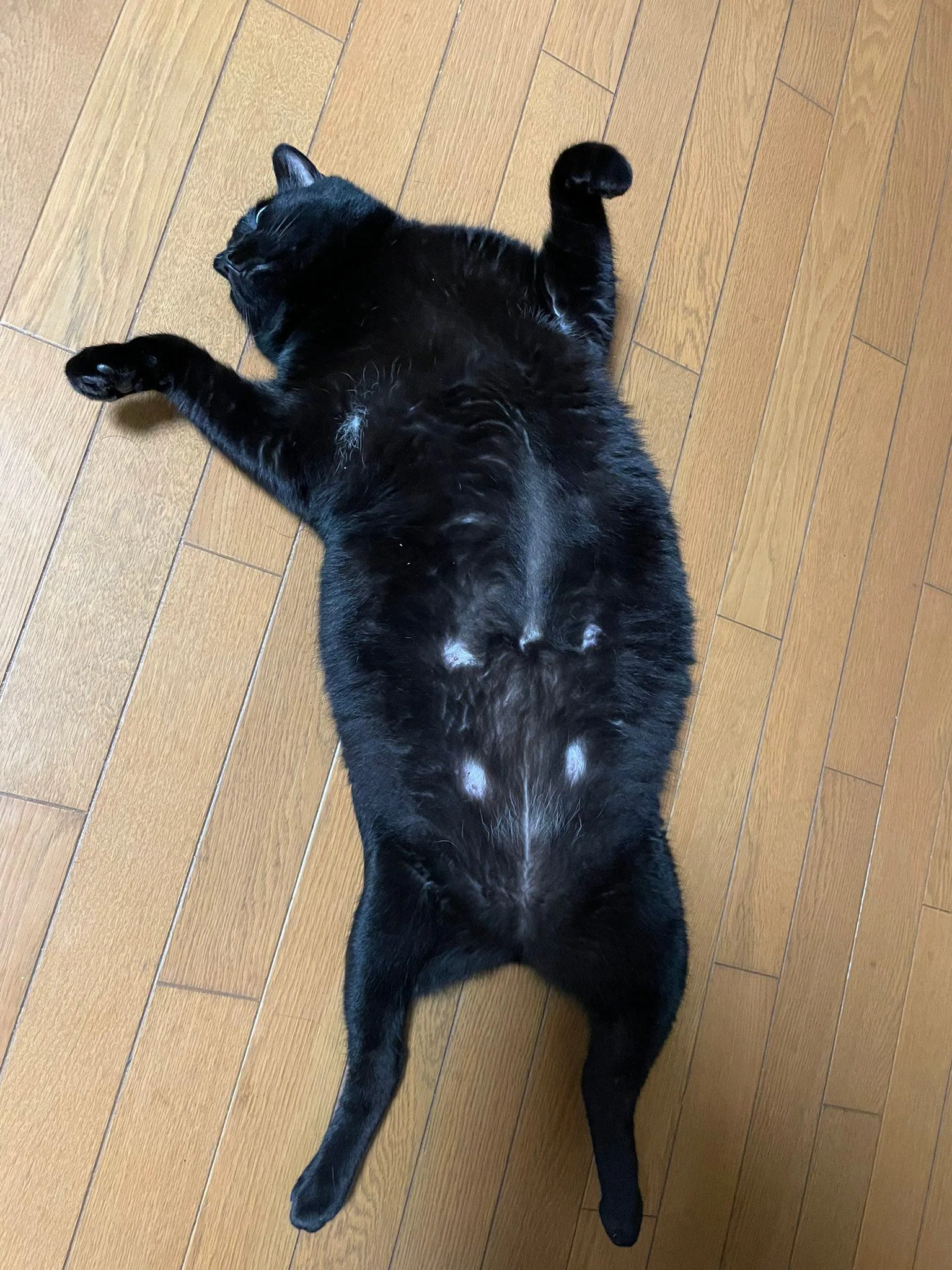 もう猫じゃない気がしてきた…」カエル？カメ？別の生き物に進化し始め