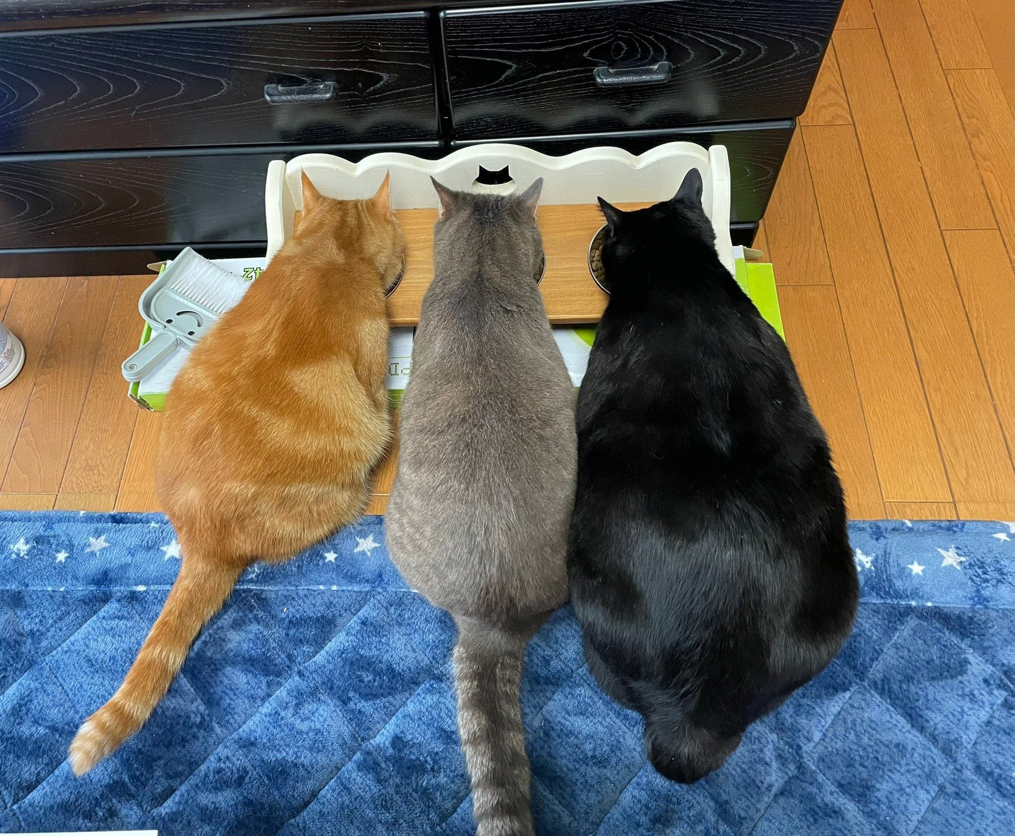 もう猫じゃない気がしてきた…」カエル？カメ？別の生き物に進化し始め