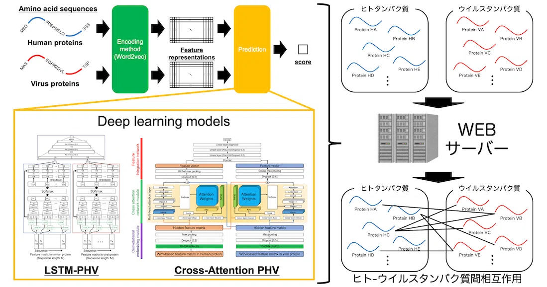 アミノ酸配列情報のみからの深層学習によるヒト-ウイルスタンパク質間