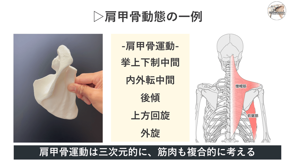 肩関節・肩甲帯 (最新整形外科学大系)