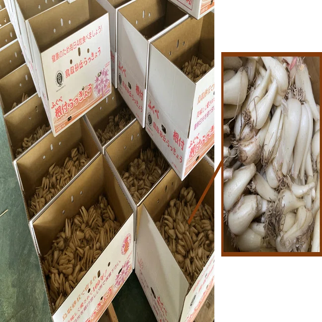 らっきょうの季節に一大産地鳥取県福部町で学ぶおいしいらっきょう漬け 