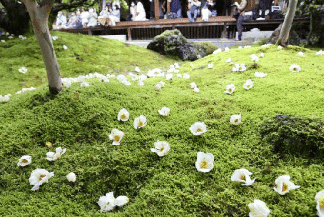 平家物語の祇園精舎に出てくる沙羅双樹という木と花は実在するんですね