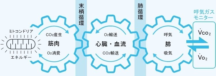 CPX 心肺運動負荷試験とは｜内部障害リハビリ