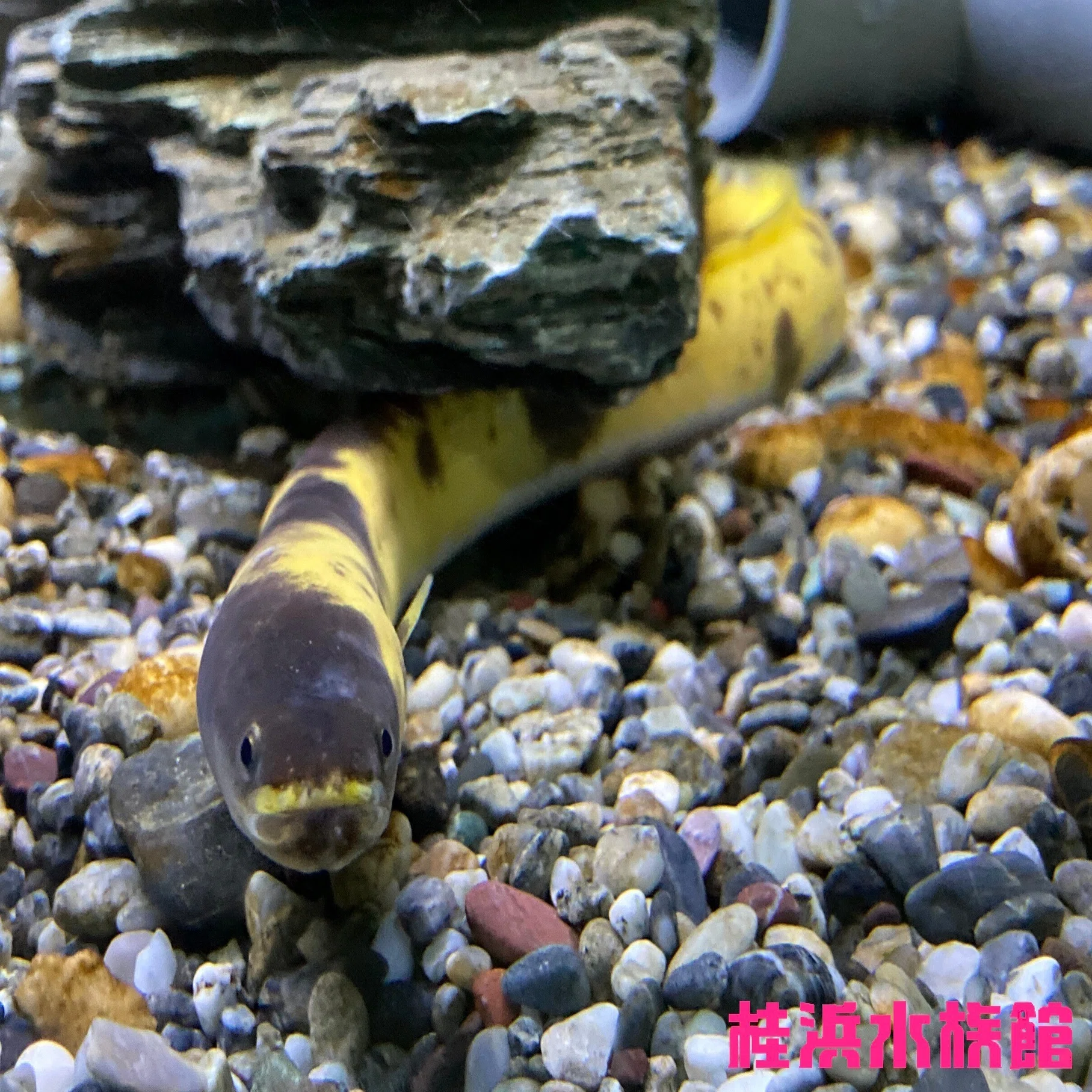 ニホンウナギ《展示動物解説》｜桂浜水族館 公式