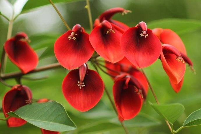 かなりキレイなフラワートーマン 花便り＞トキワヤマボウシ｜清愁