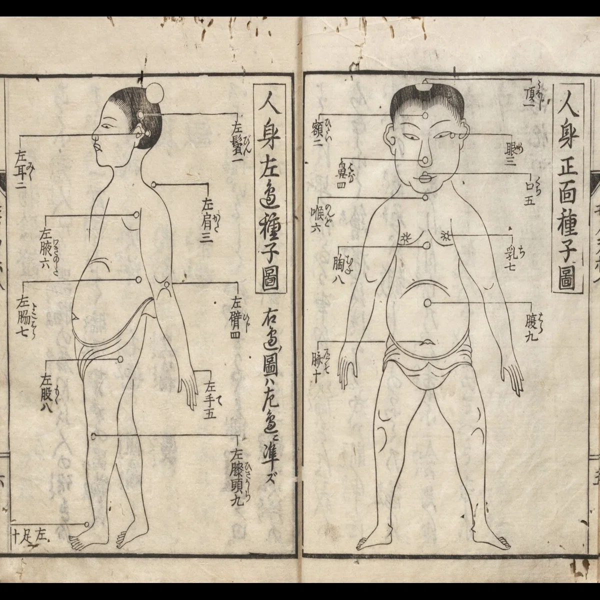 図書館大解剖シリーズ#2】九州大学附属図書館の展示「続・雅俗繚乱