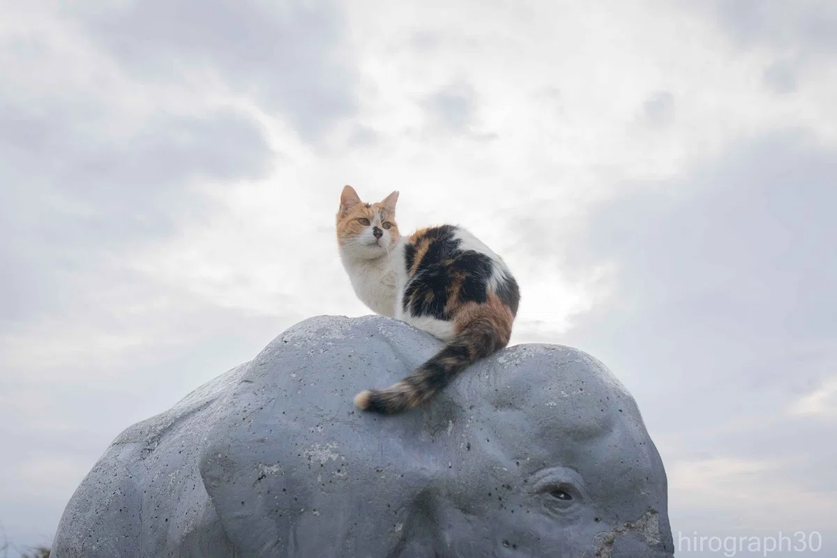 地域猫のお気に入りスポットは…なんと象さんの上だった！ネコ写真家が