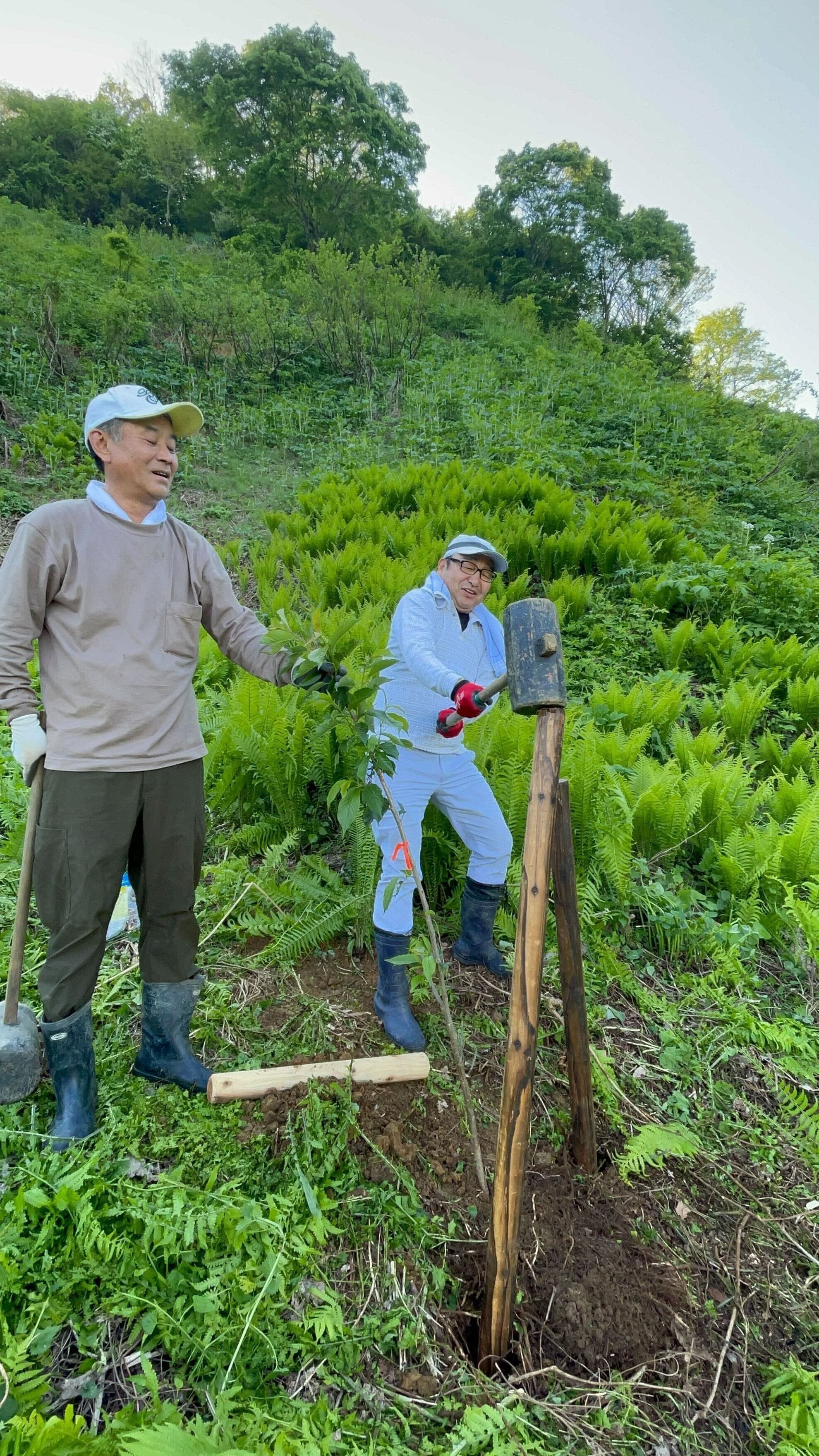 桜の植樹日記（峠733）｜マザーベースプロジェクト【公式】