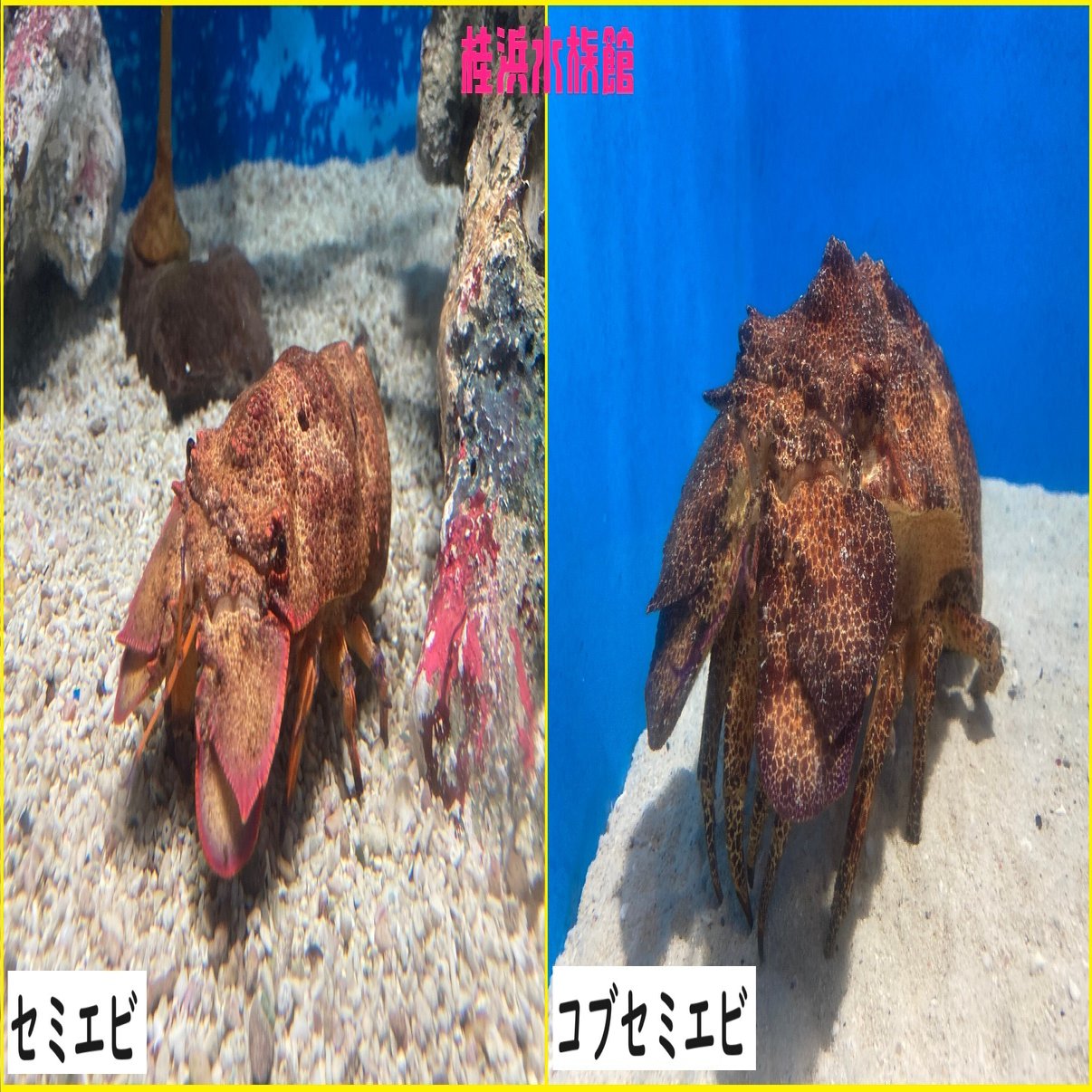 コブセミエビ《展示動物解説》｜桂浜水族館 公式 