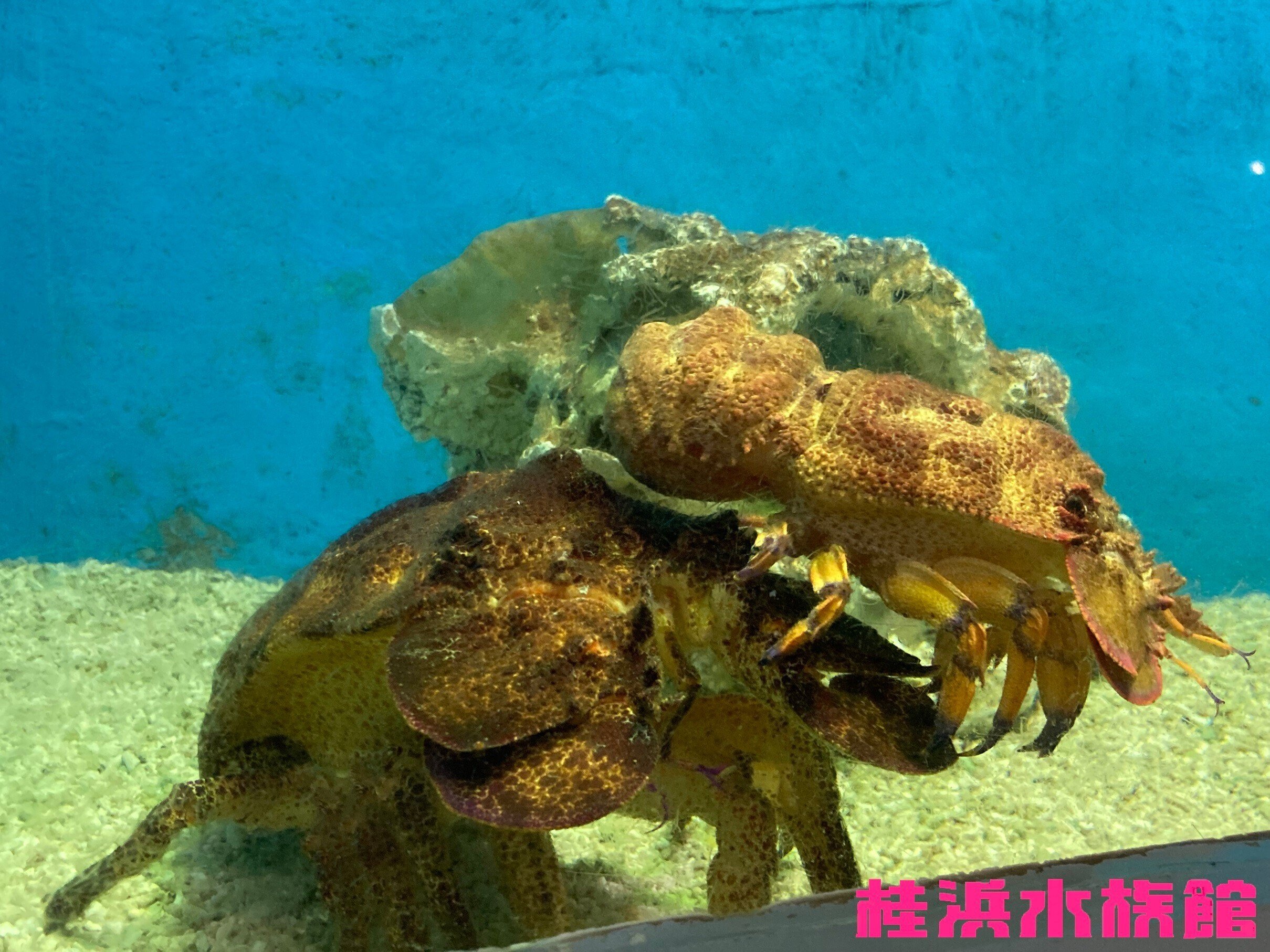 コブセミエビ《展示動物解説》｜桂浜水族館 公式