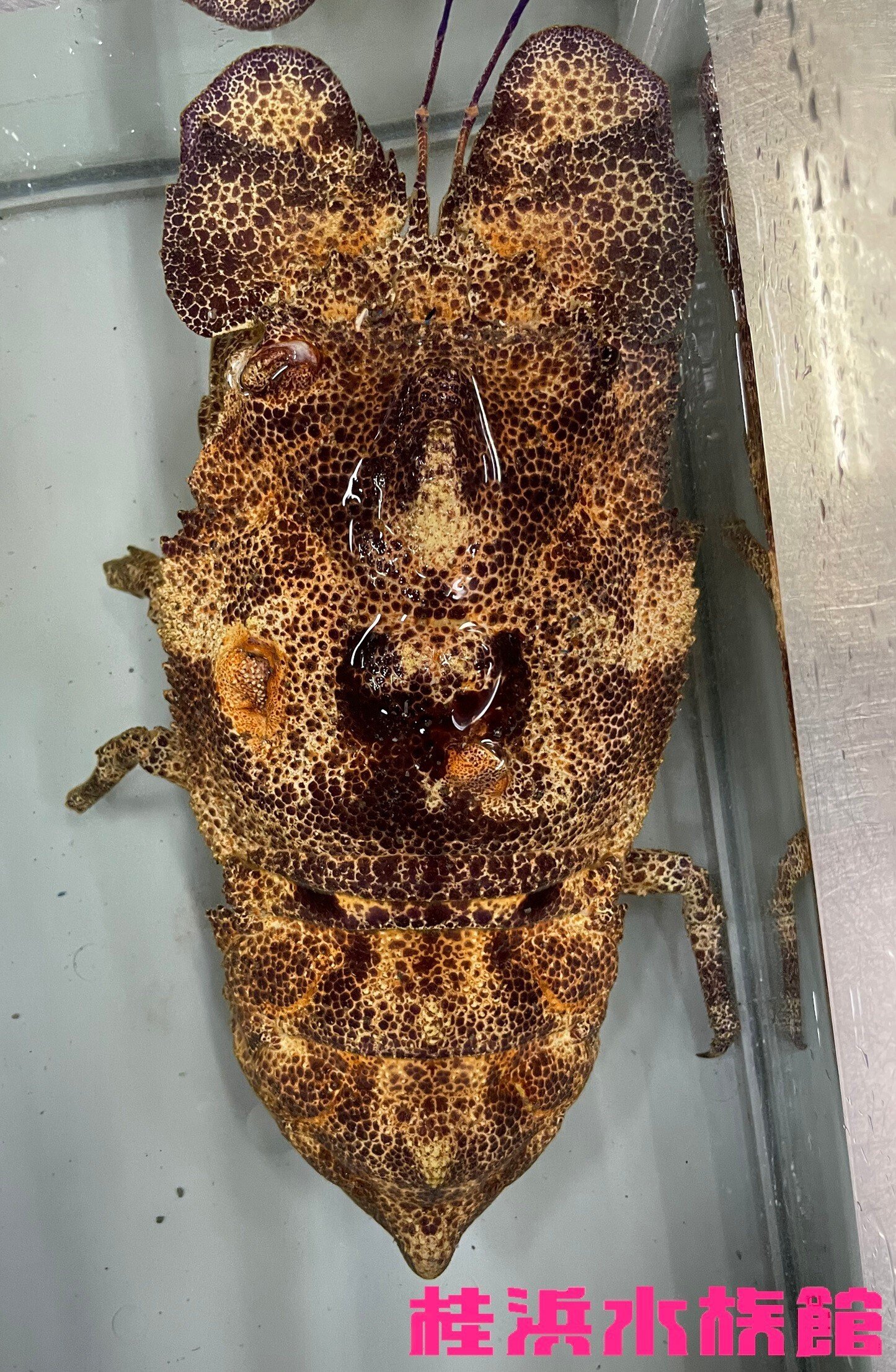 コブセミエビ《展示動物解説》｜桂浜水族館 公式