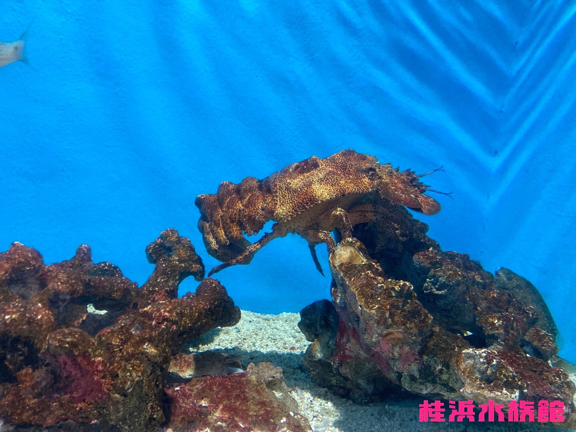 コブセミエビ《展示動物解説》｜桂浜水族館 公式