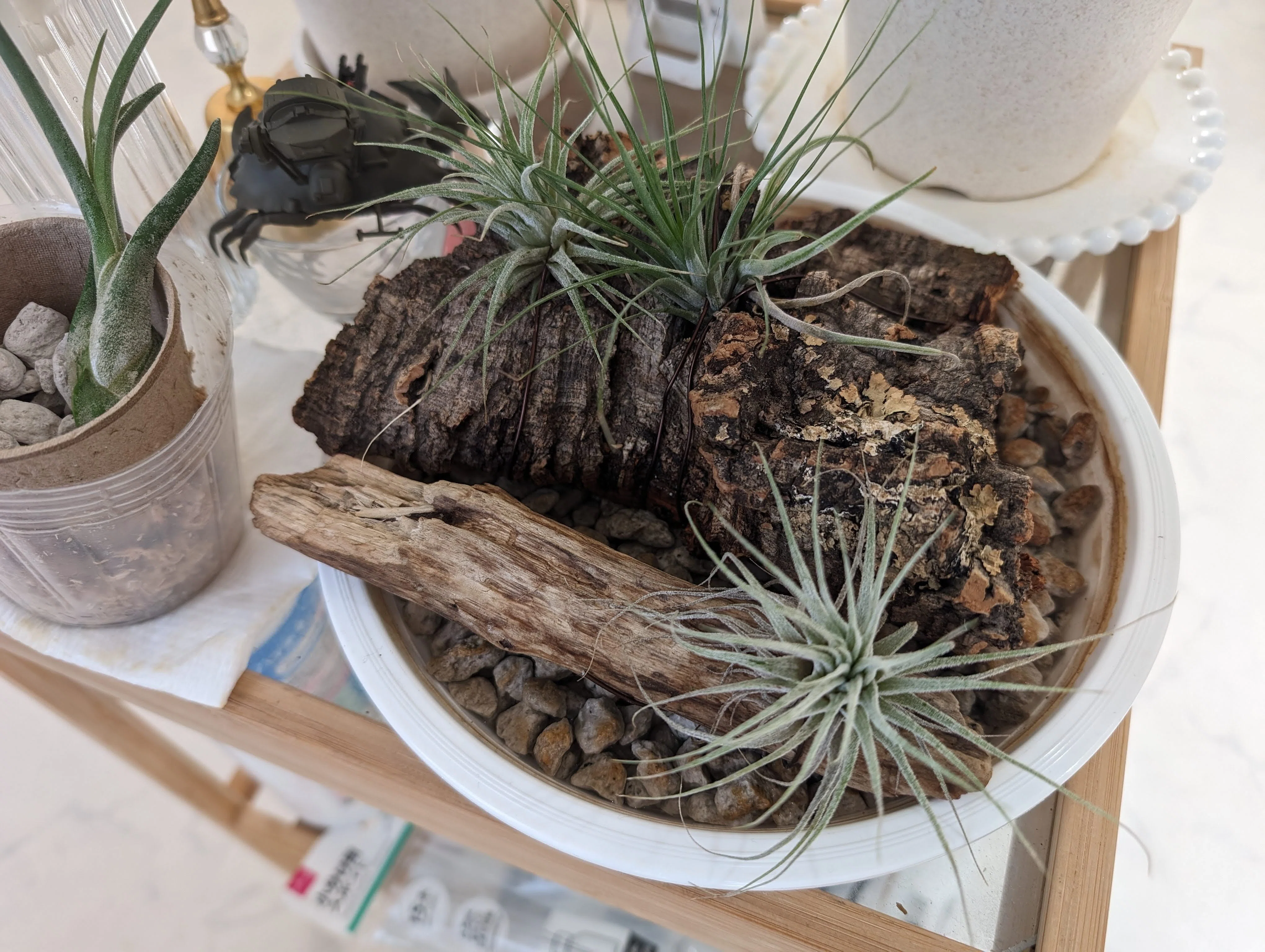 私が観葉植物にハマった理由【趣味が欲しい人へ】｜ココ｜編集